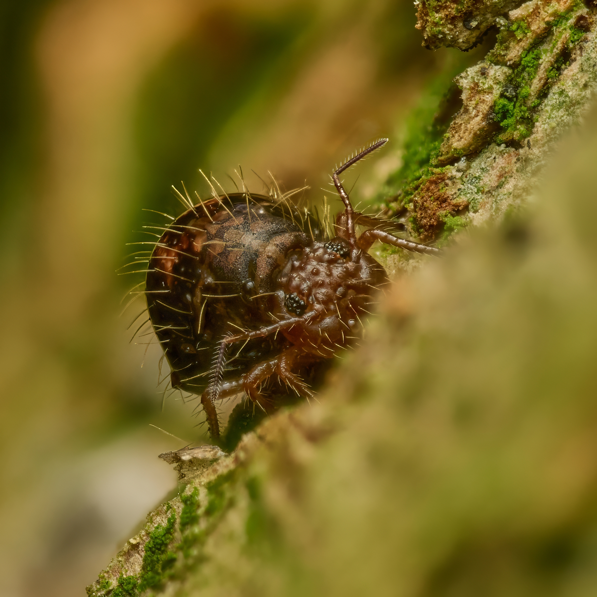 Allacma fusca