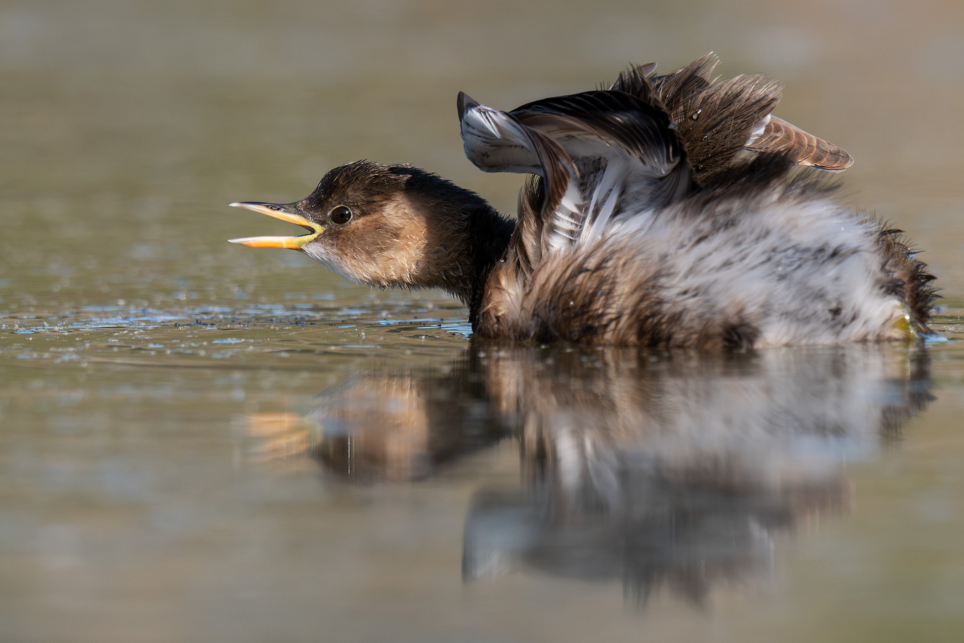 L'arruffatina del Tuffetto