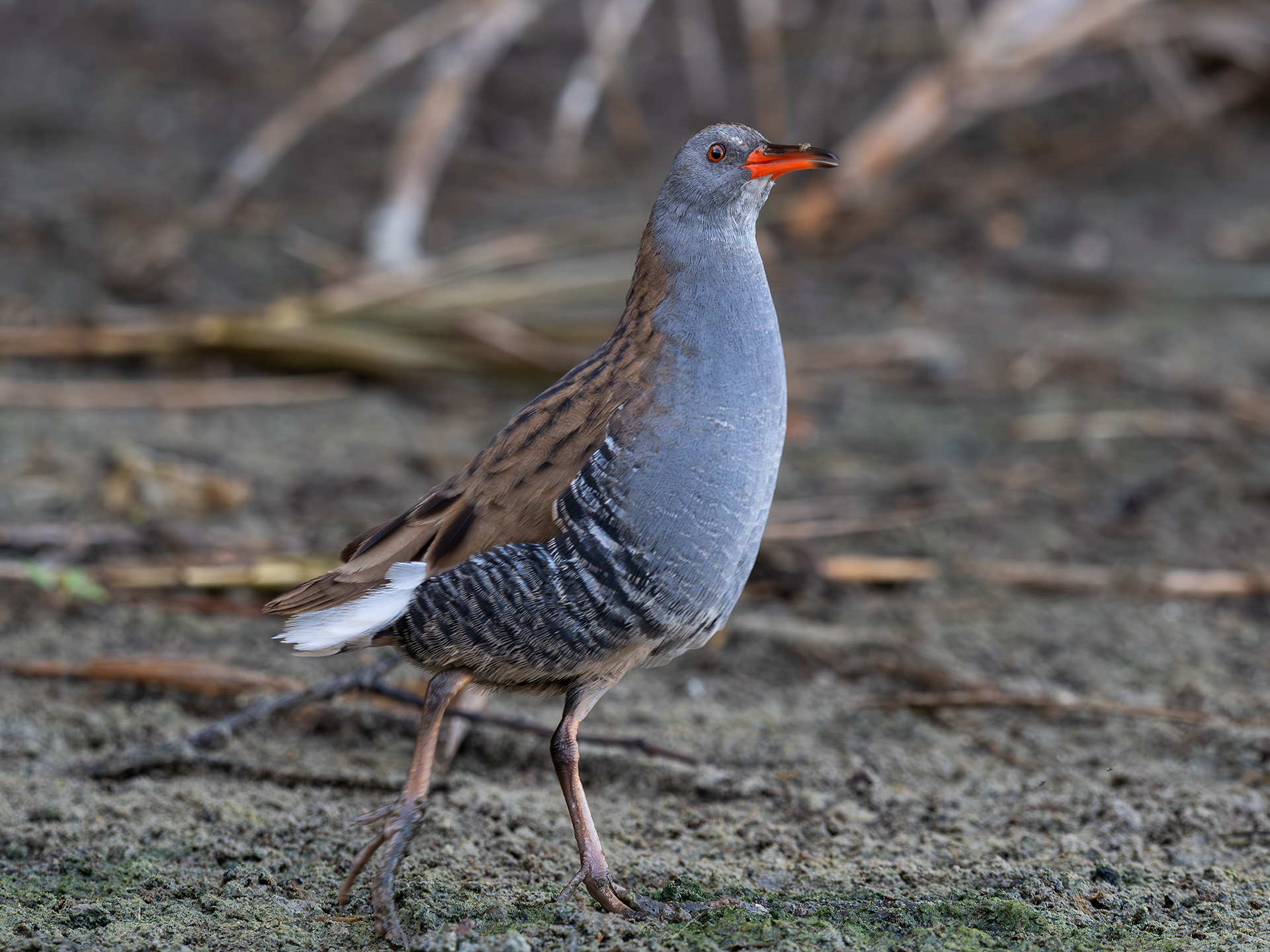 Porciglione in estensione