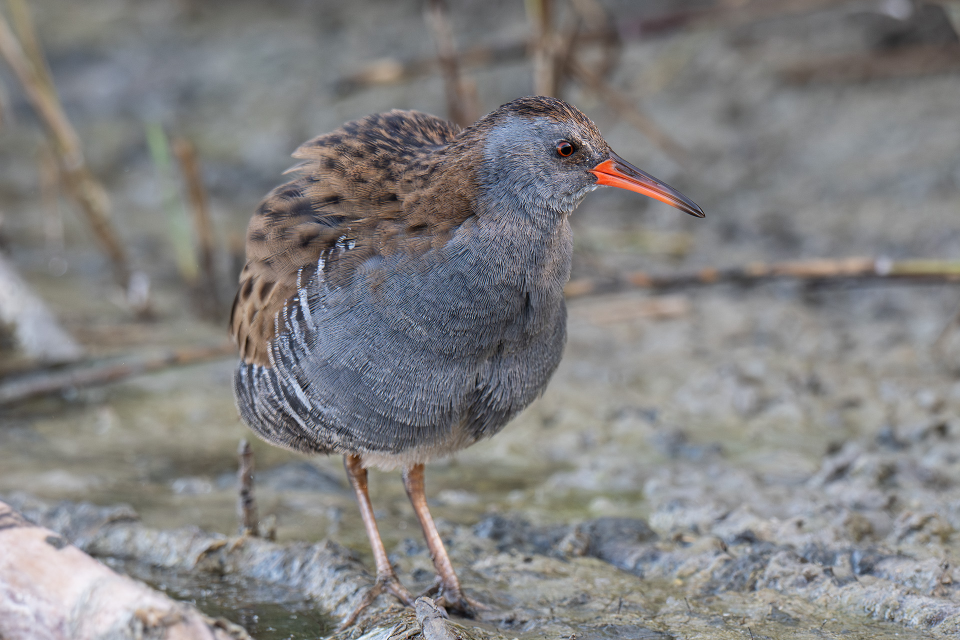 Porciglione in arruffata