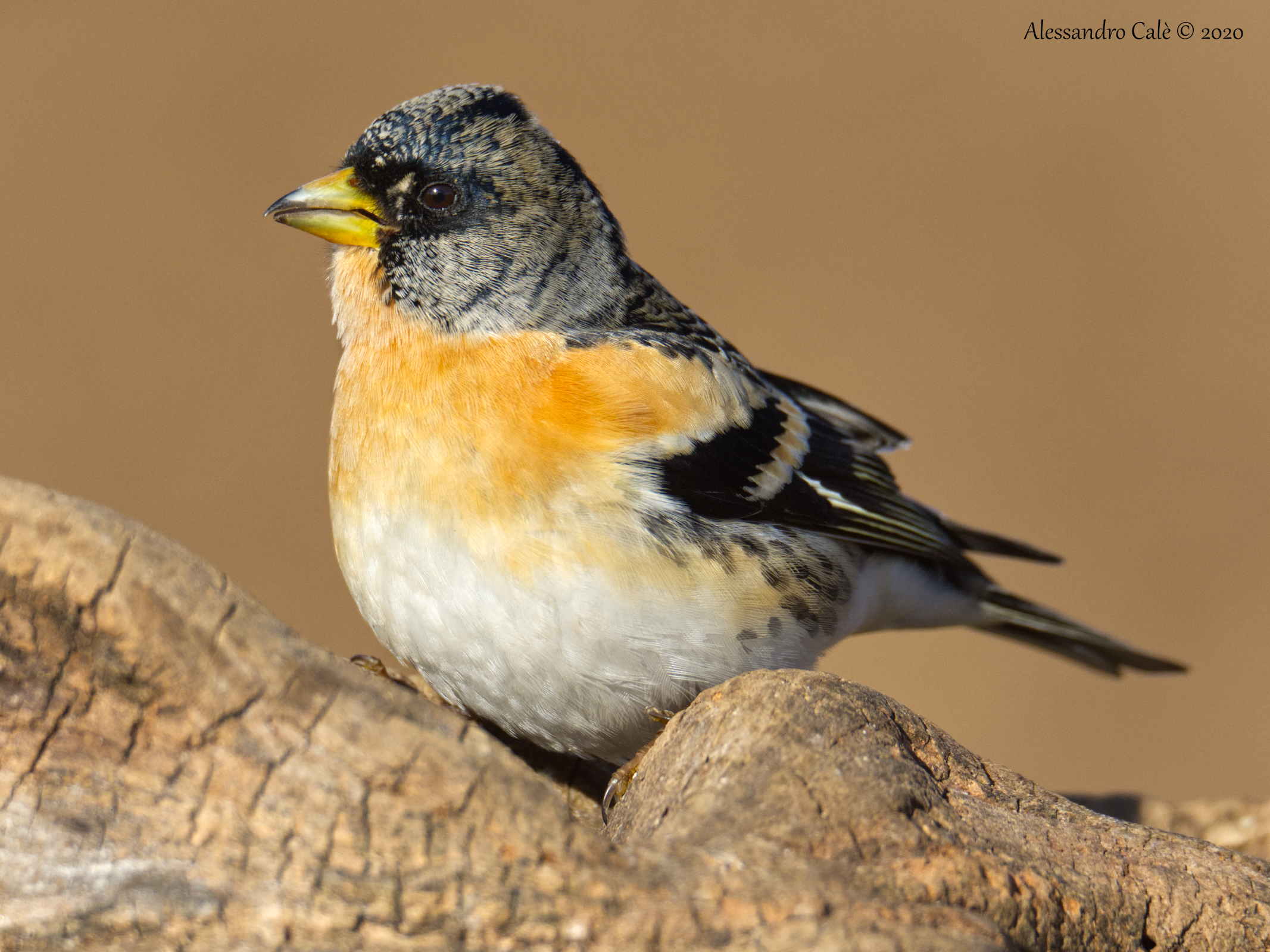 Fringilla montifringilla (Peppola) 5054