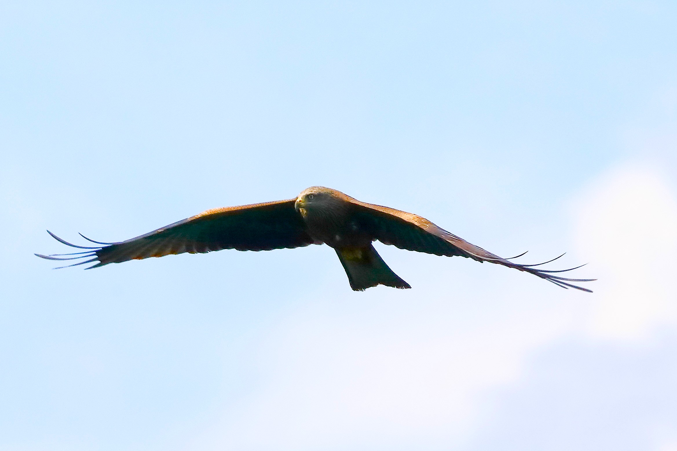 Nibbio bruno 23 aprile 2025 - 0042