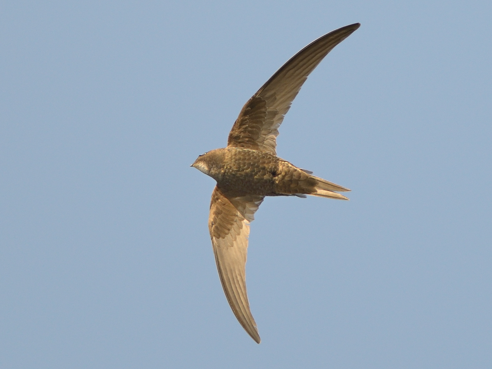 Rondone atto secondo