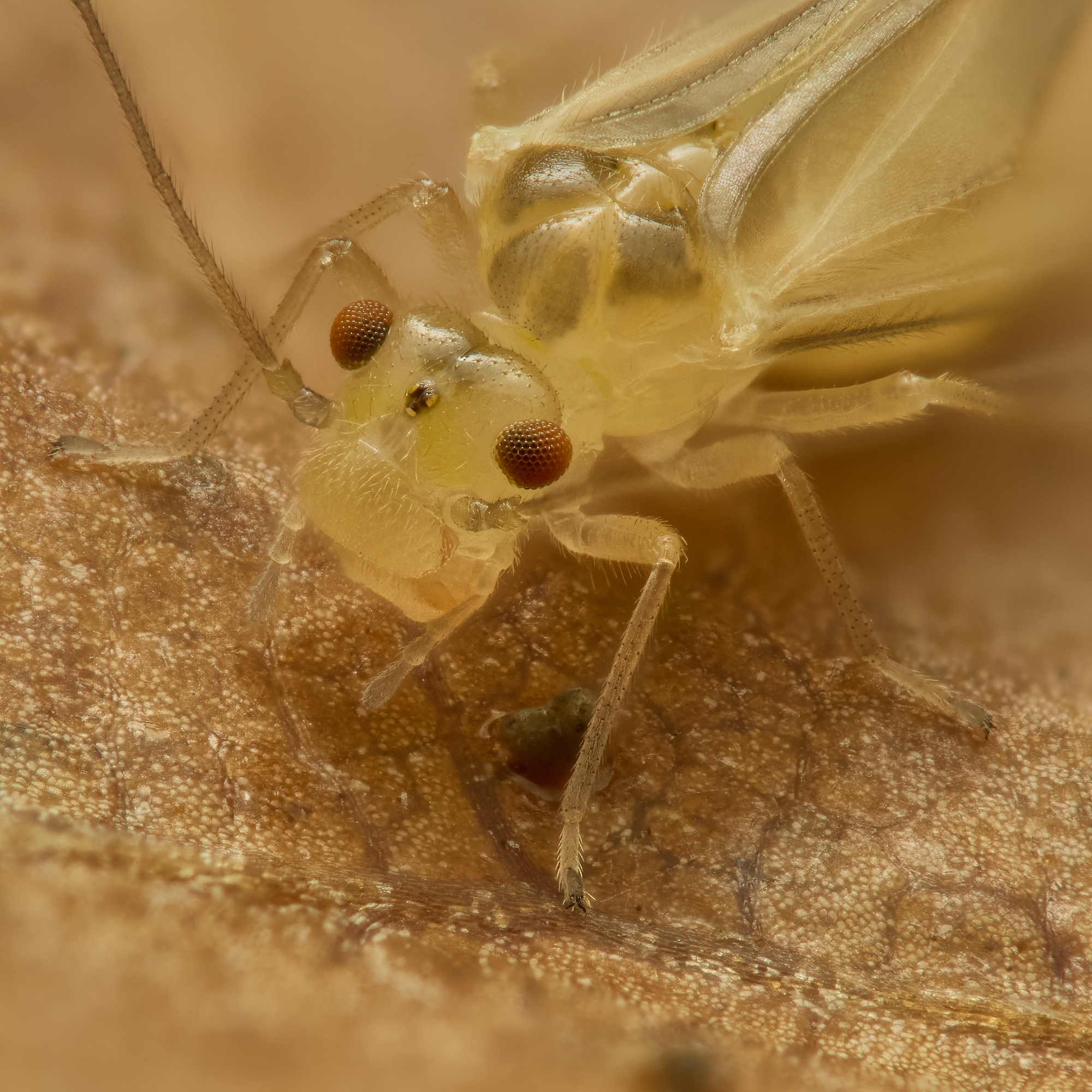 Valenzuela flavidus