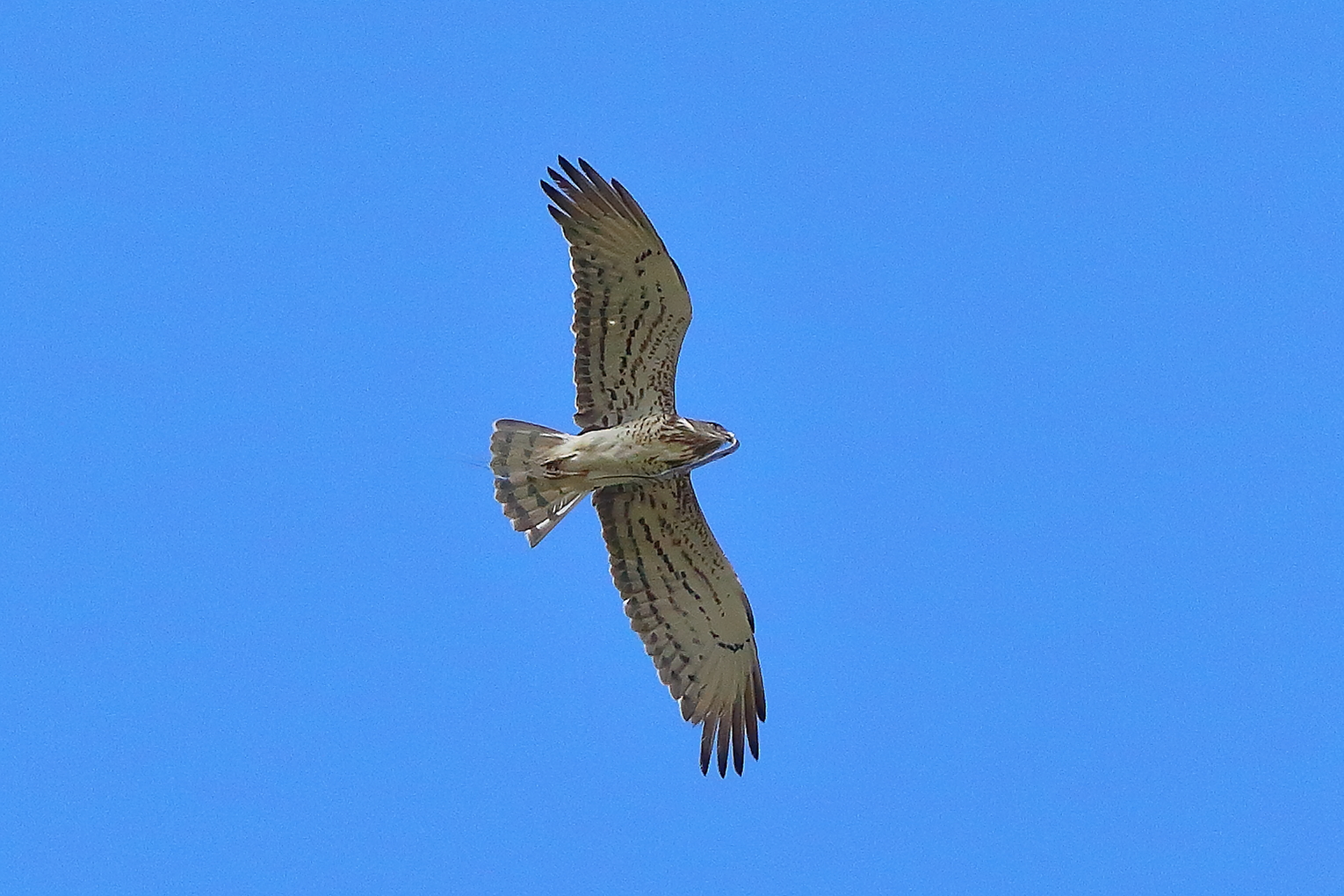 Biancone 17 aprile 2025 - 0163