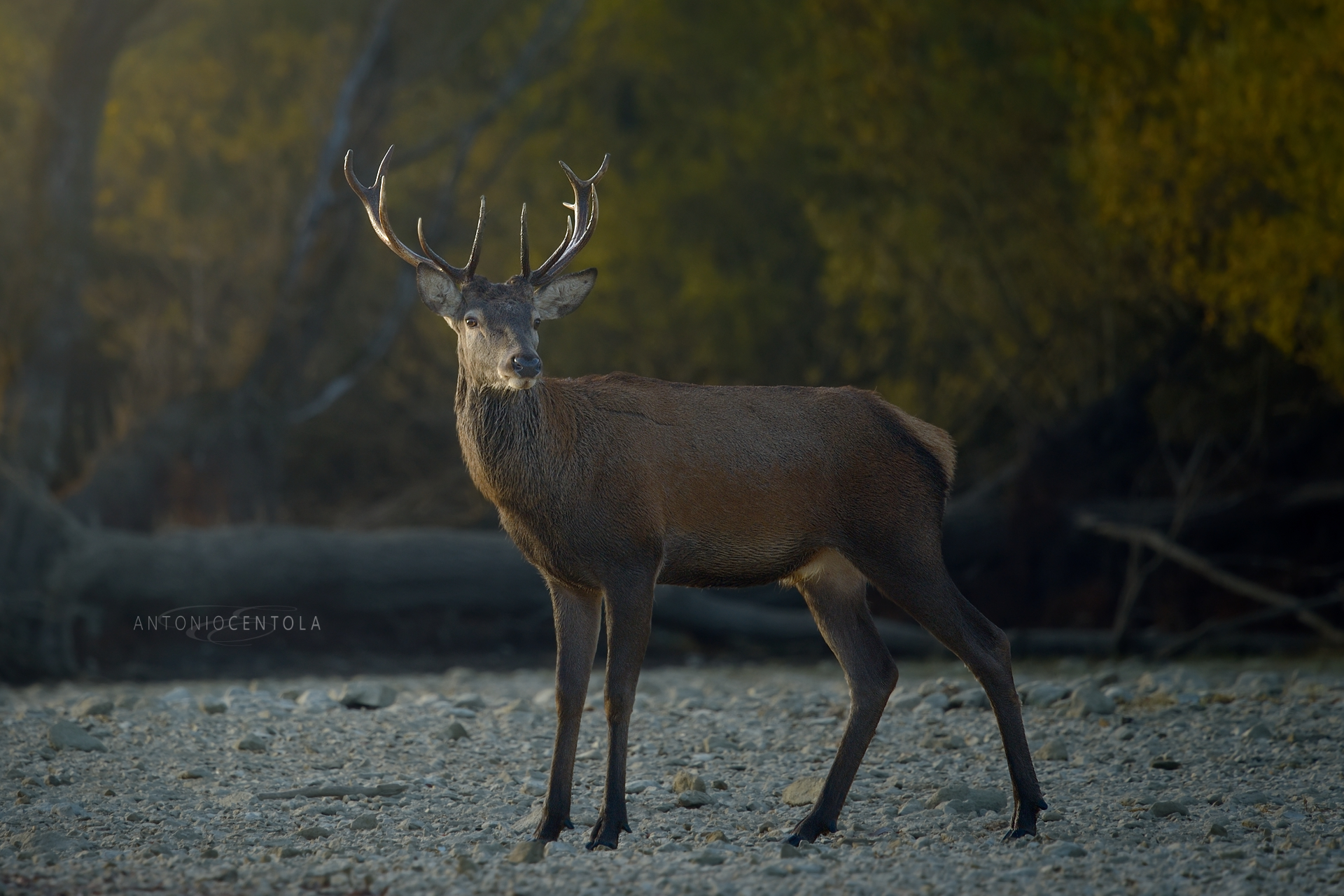Young deer