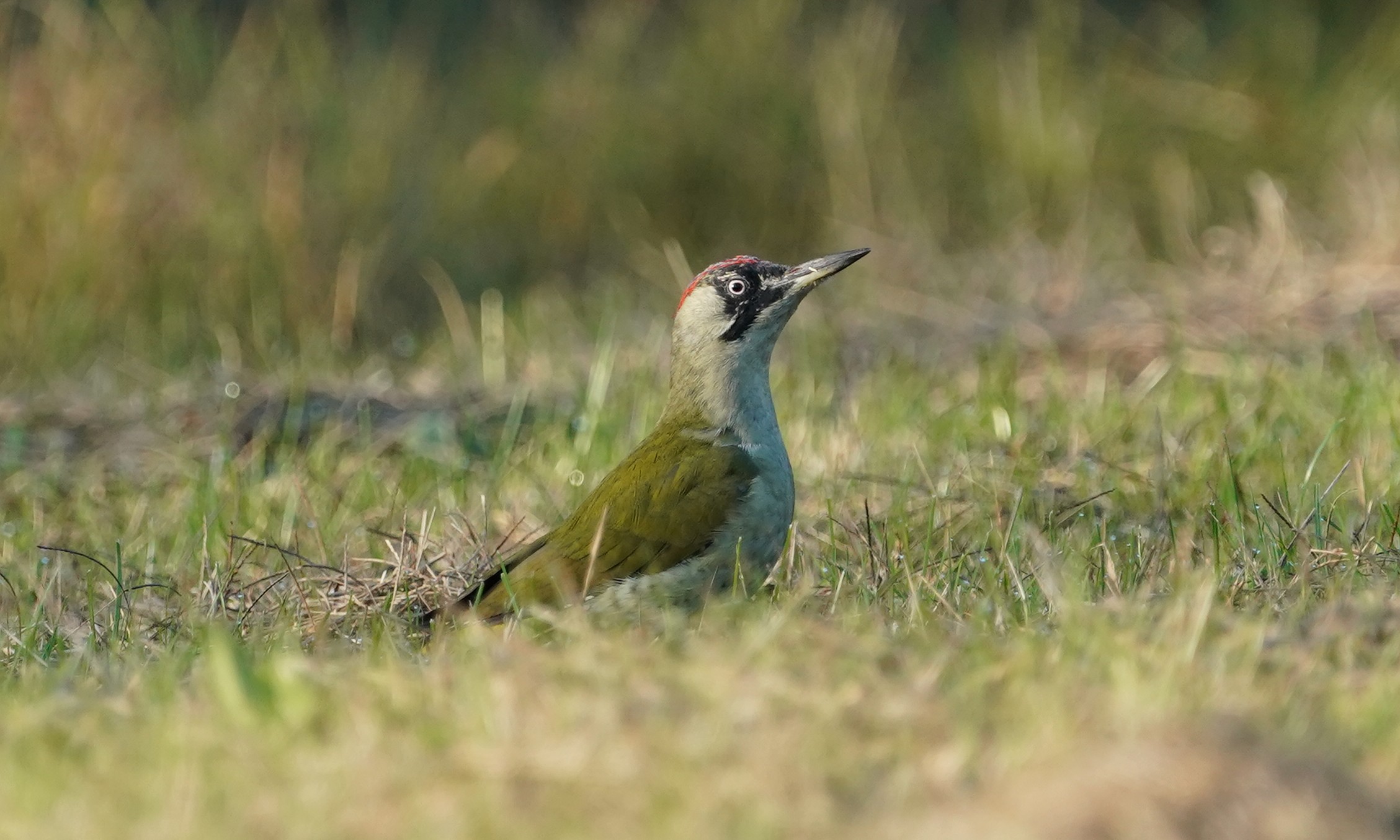 Picchio verde