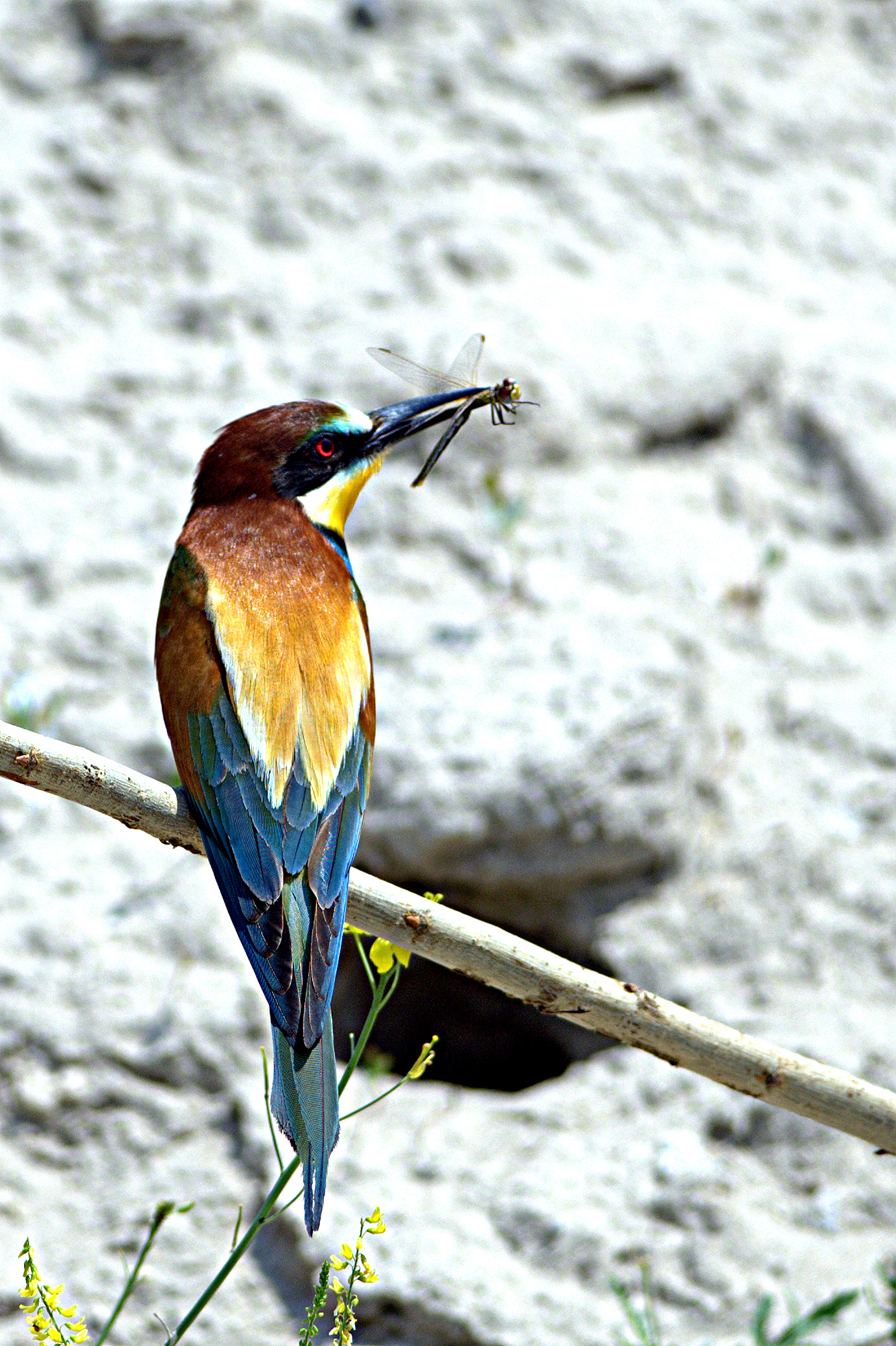 Il grucione e la libellula