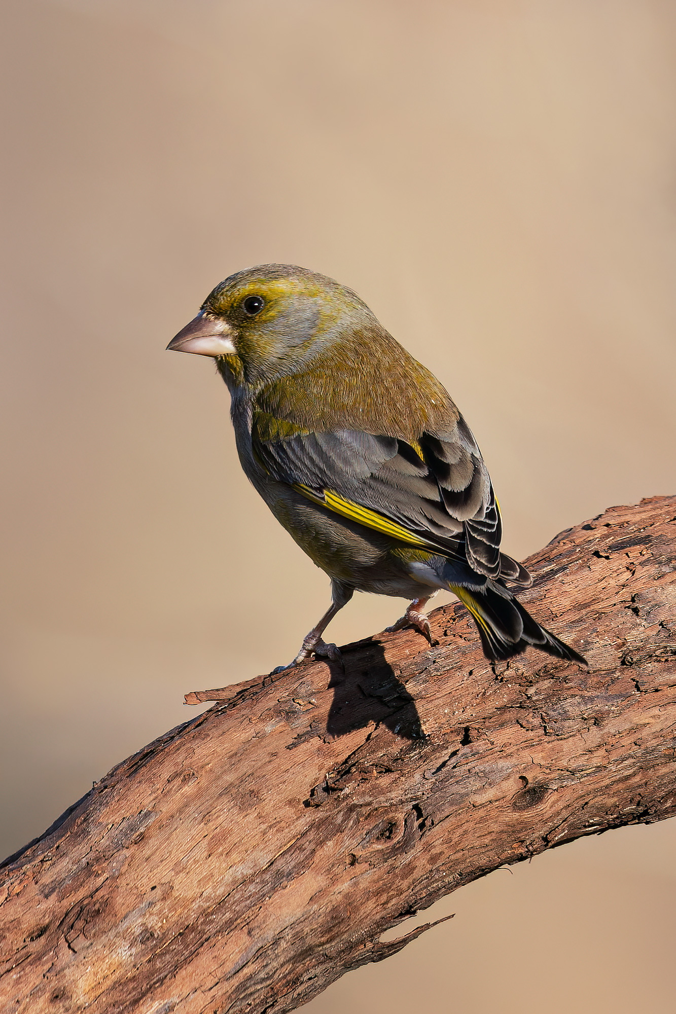 Greenfinch