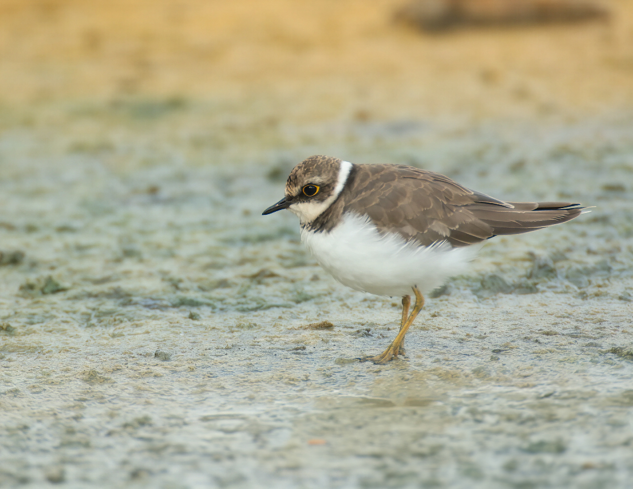 Little ringed plover