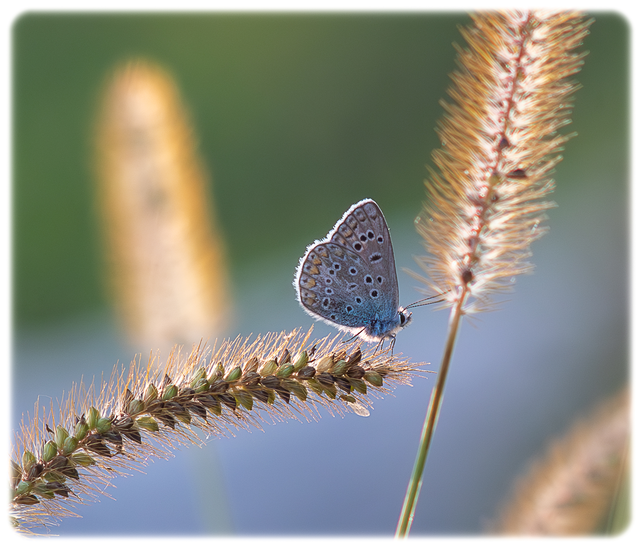 Farfallina d'ottobre (controsole)