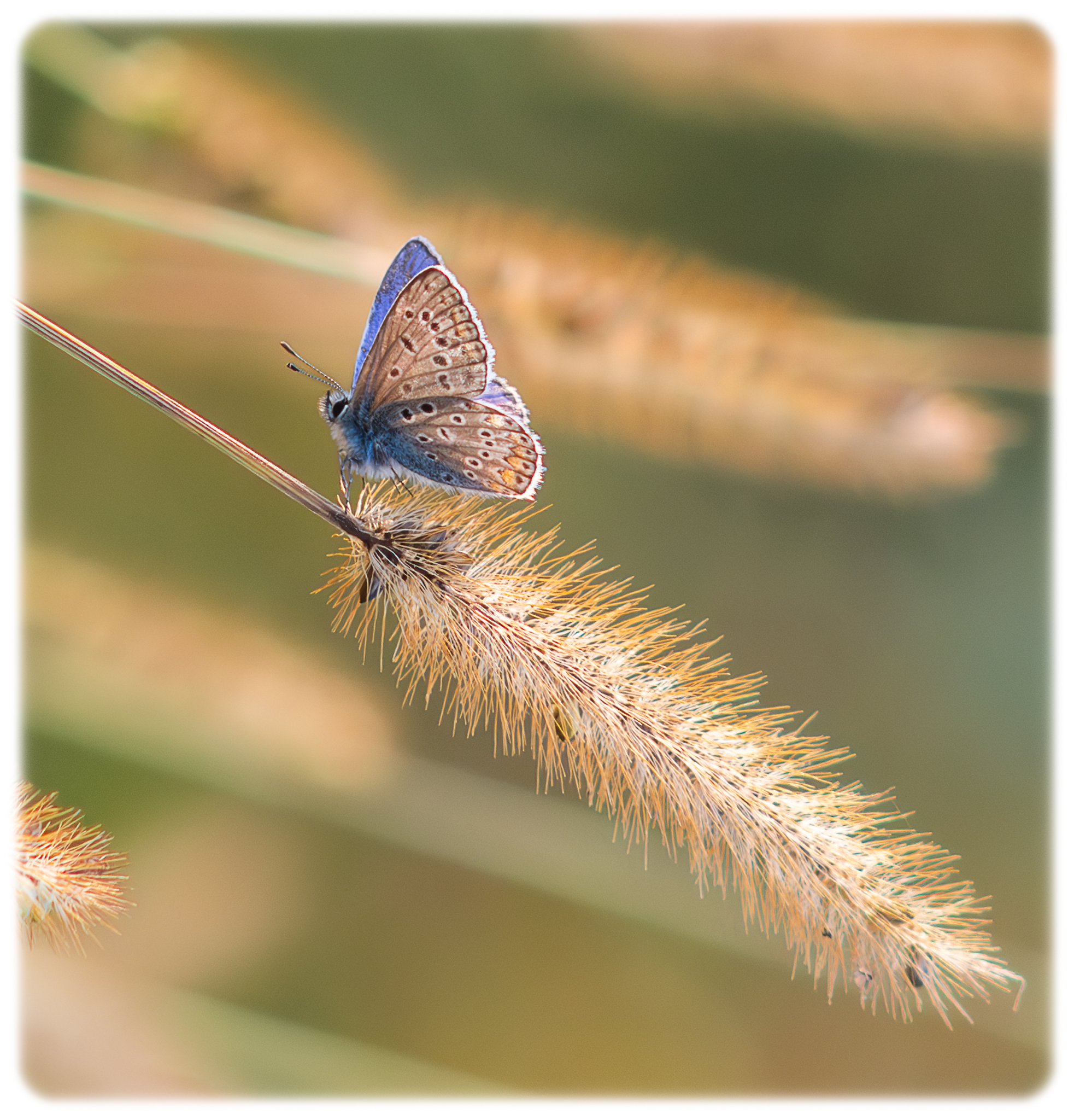 Farfallina d'ottobre
