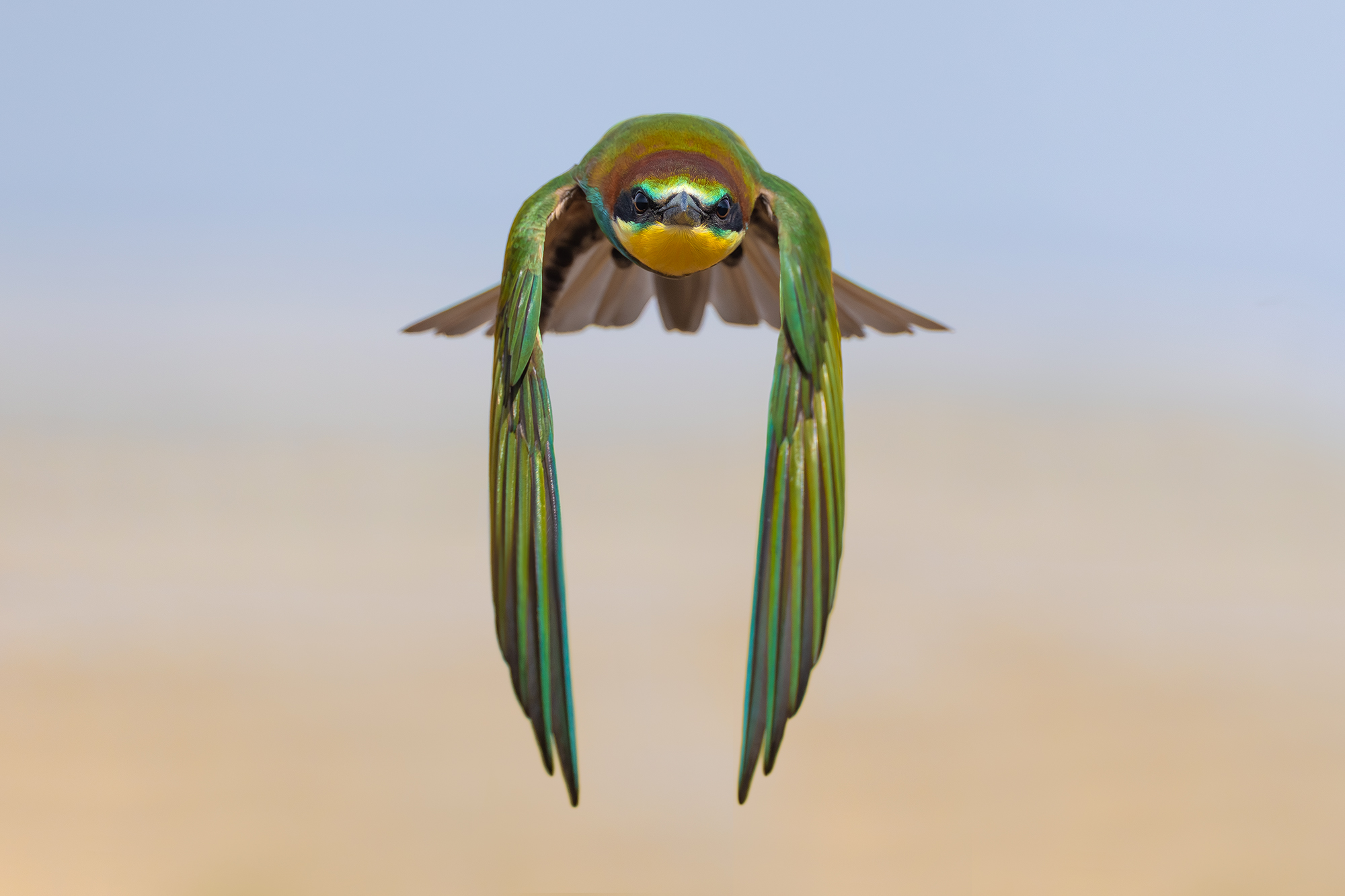 Bee-eater