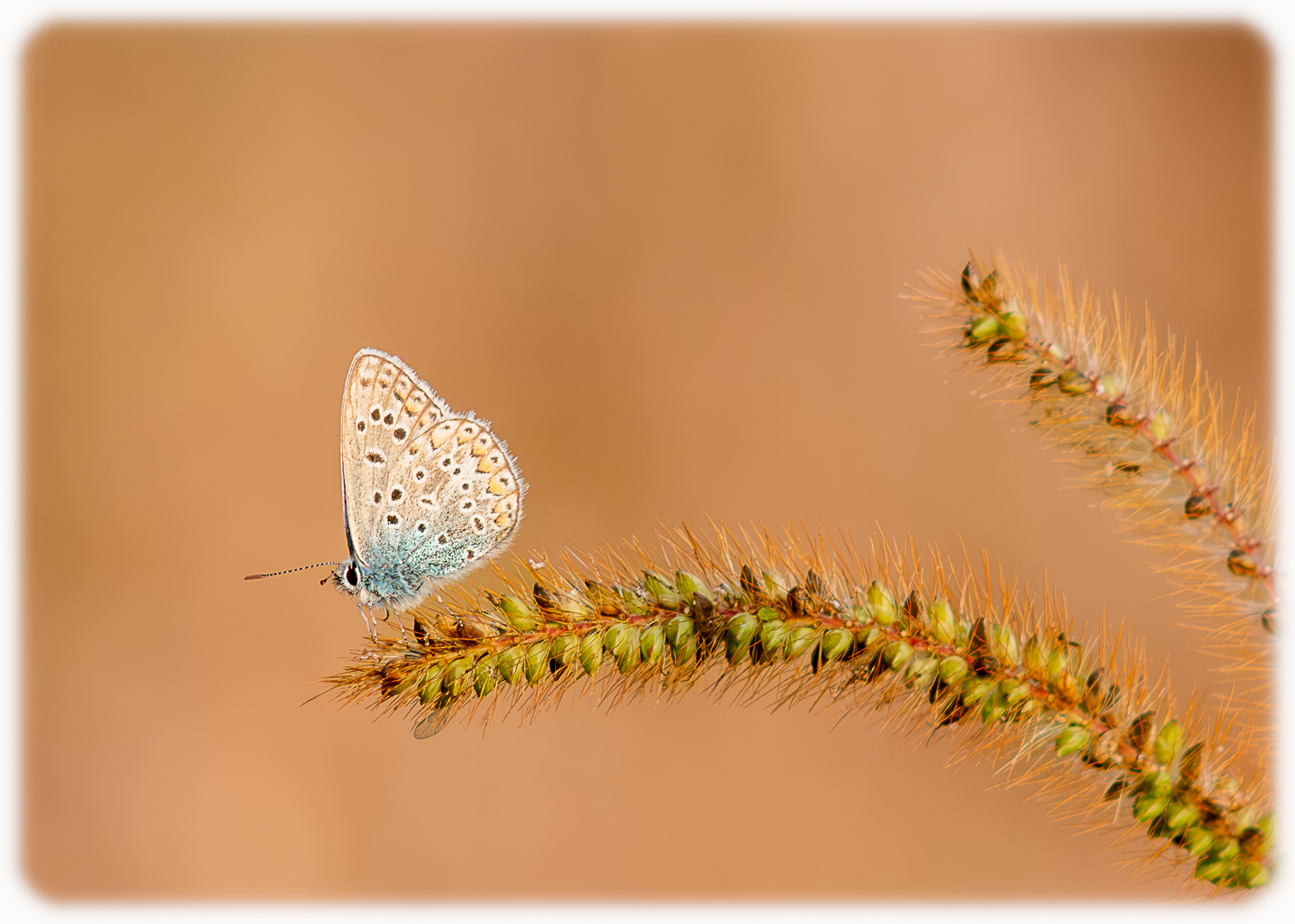 Farfallina d'ottobre