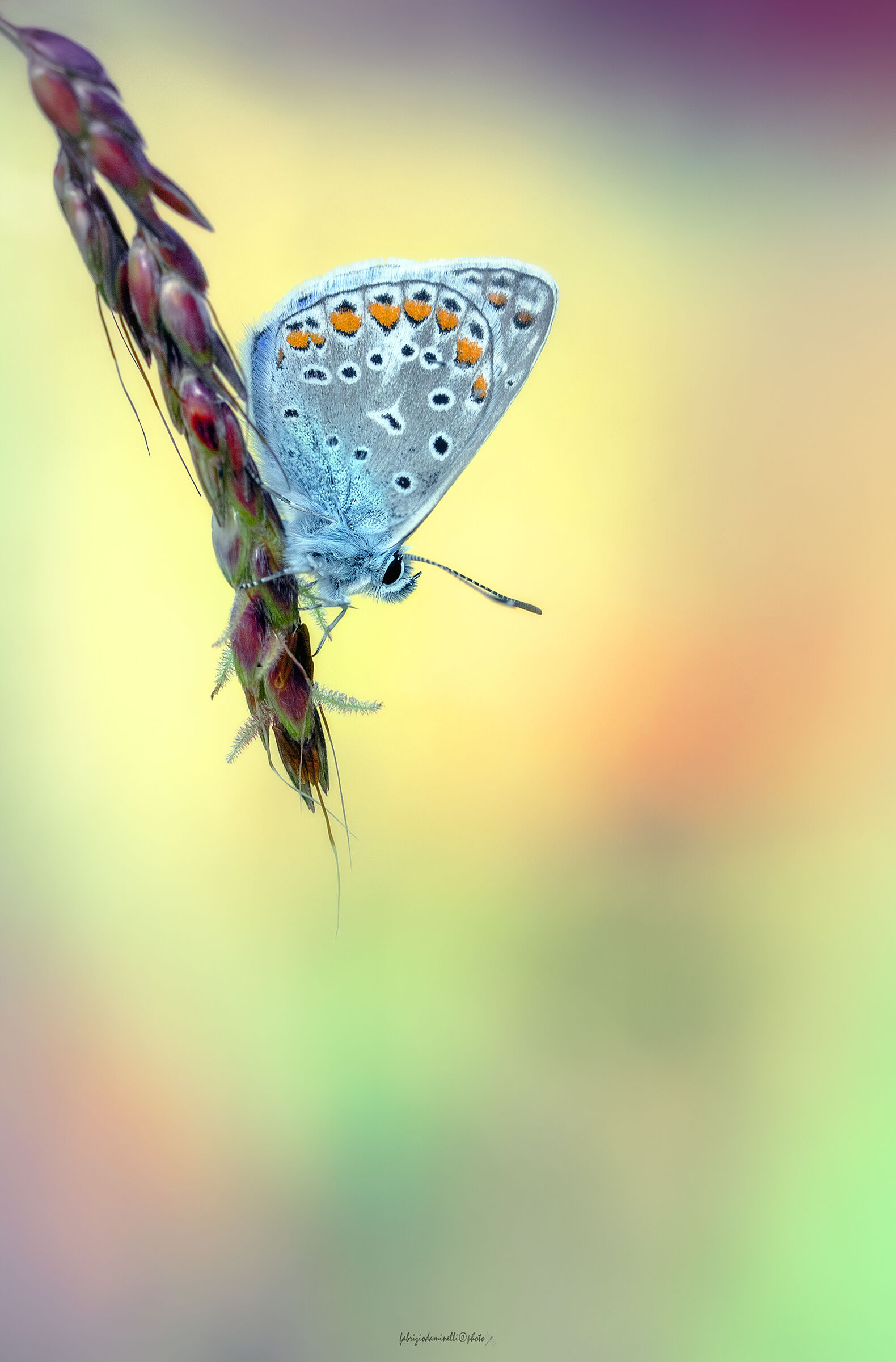 Polyommatus icarus
