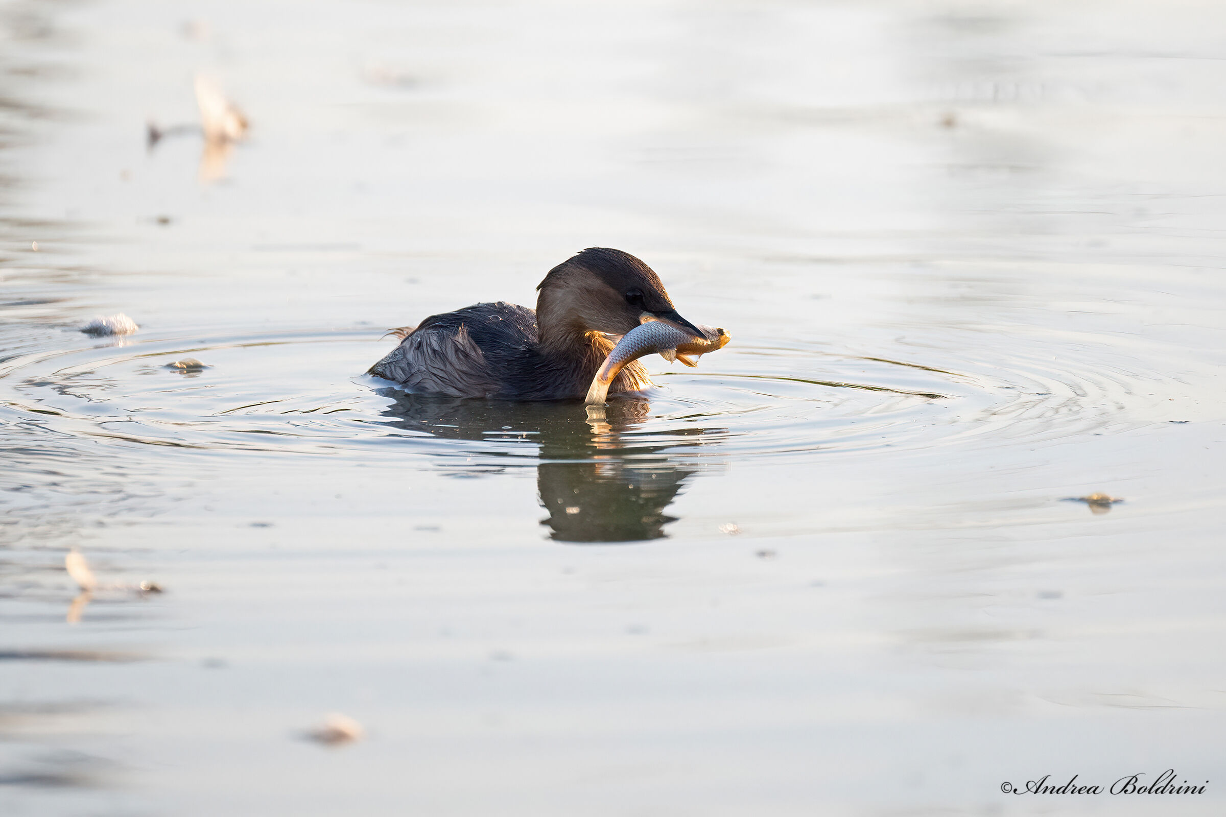 Greedy little grebe