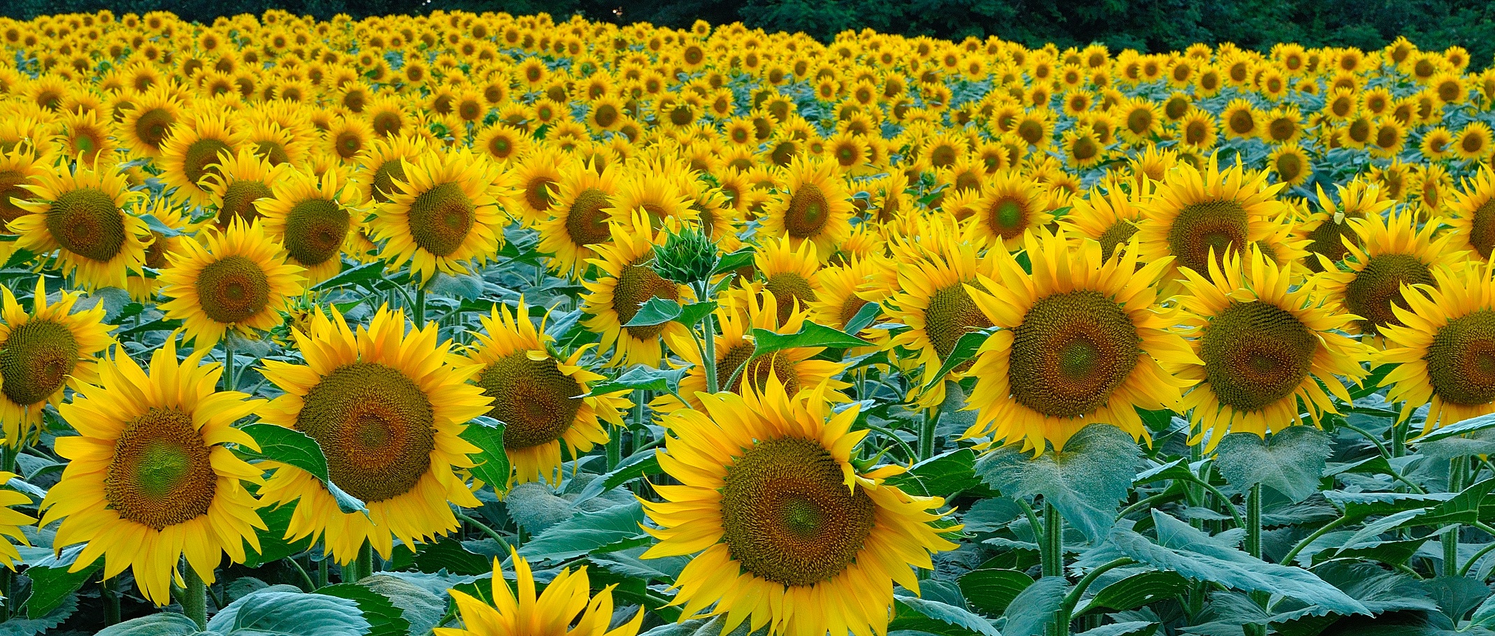 Mare di girasoli