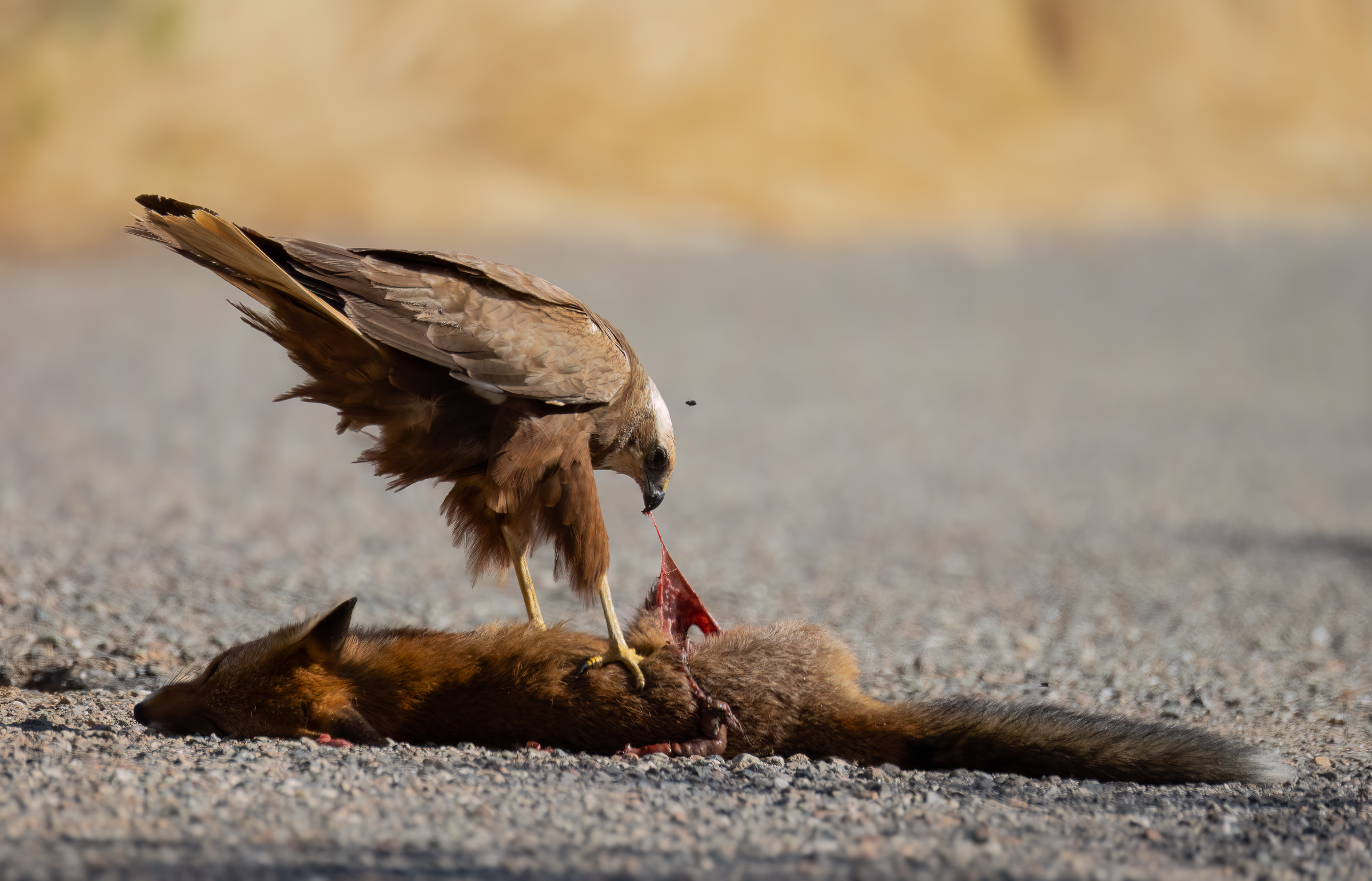 Marsh harrier with prey
