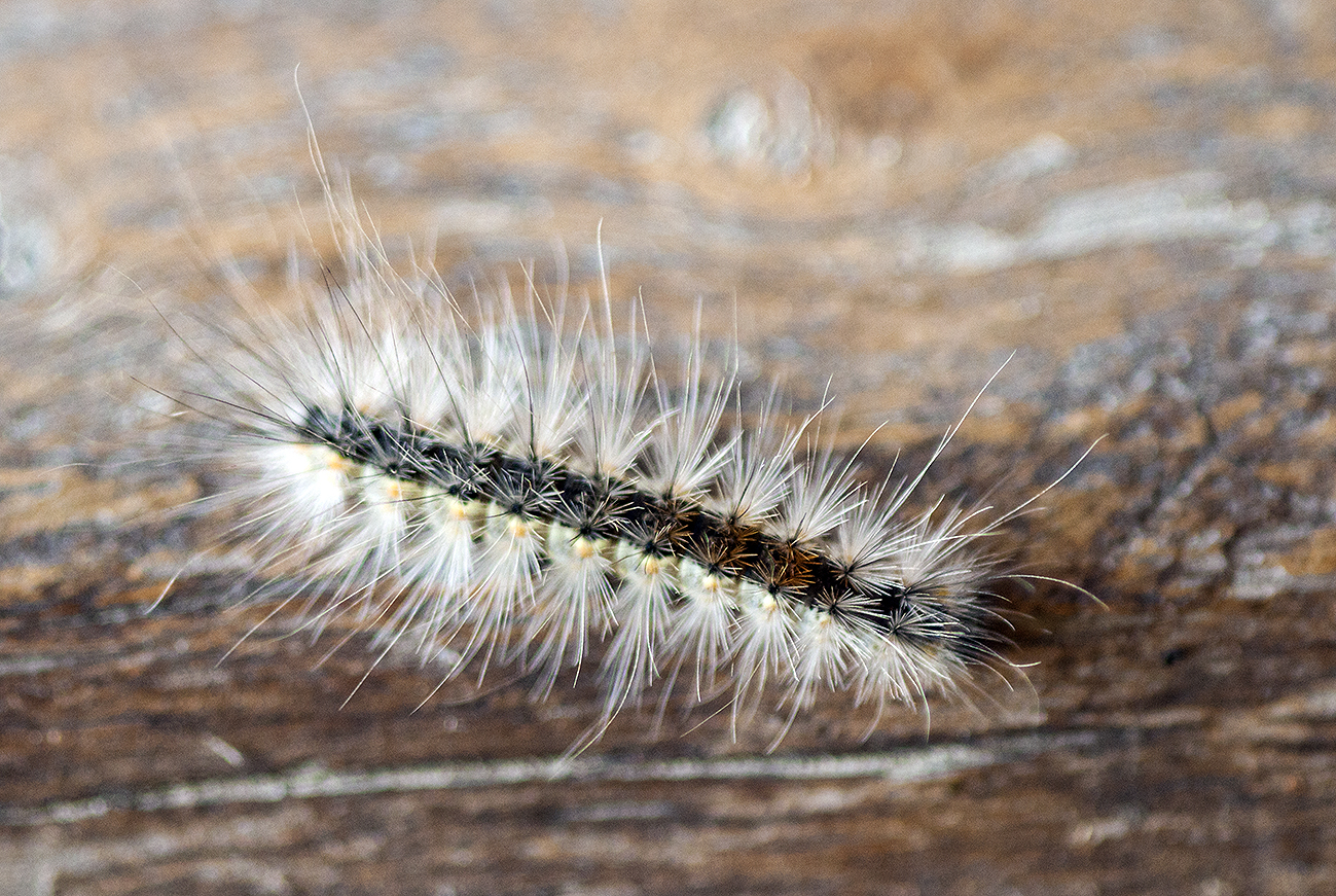 Moth.