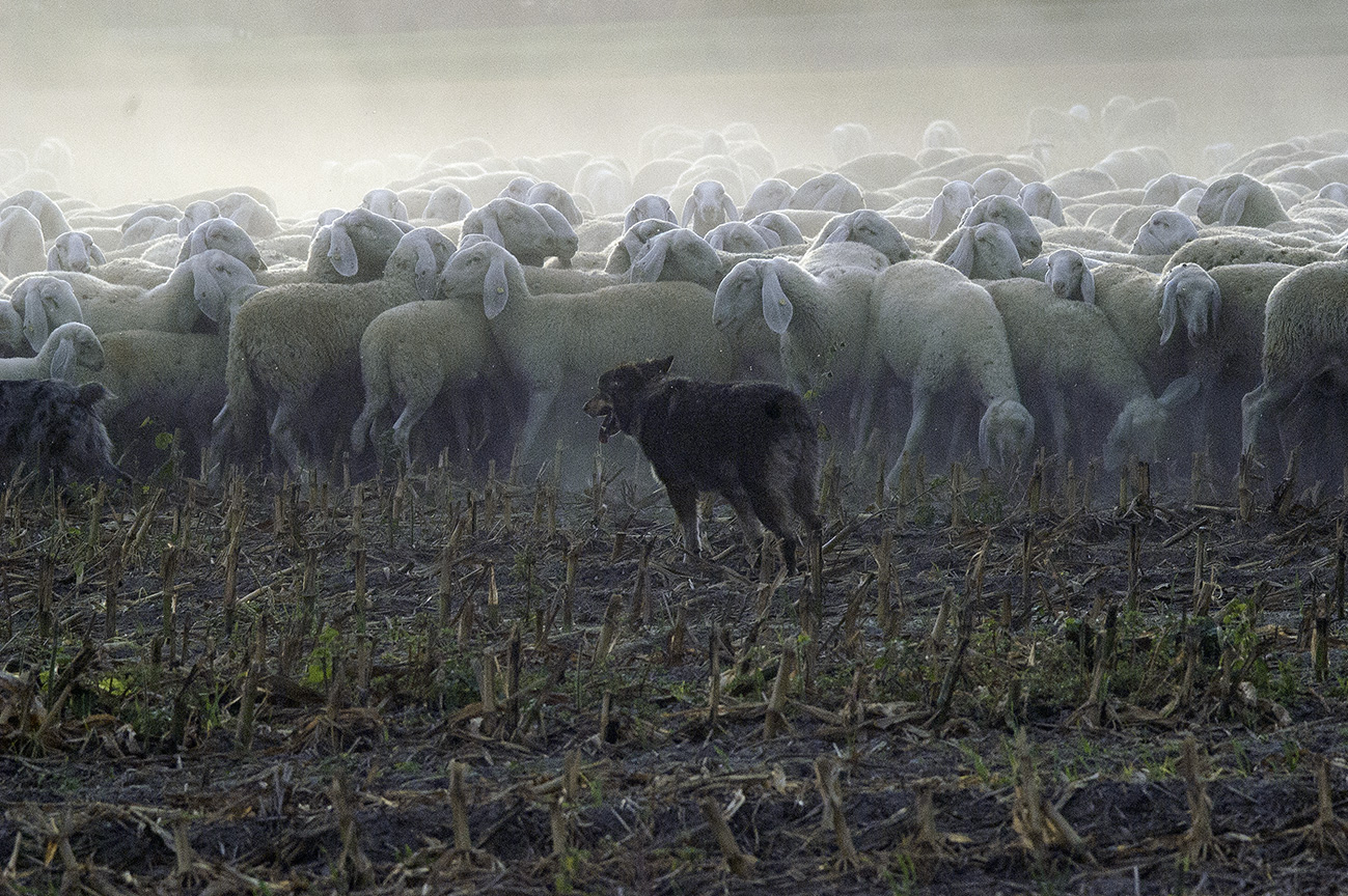 Herd