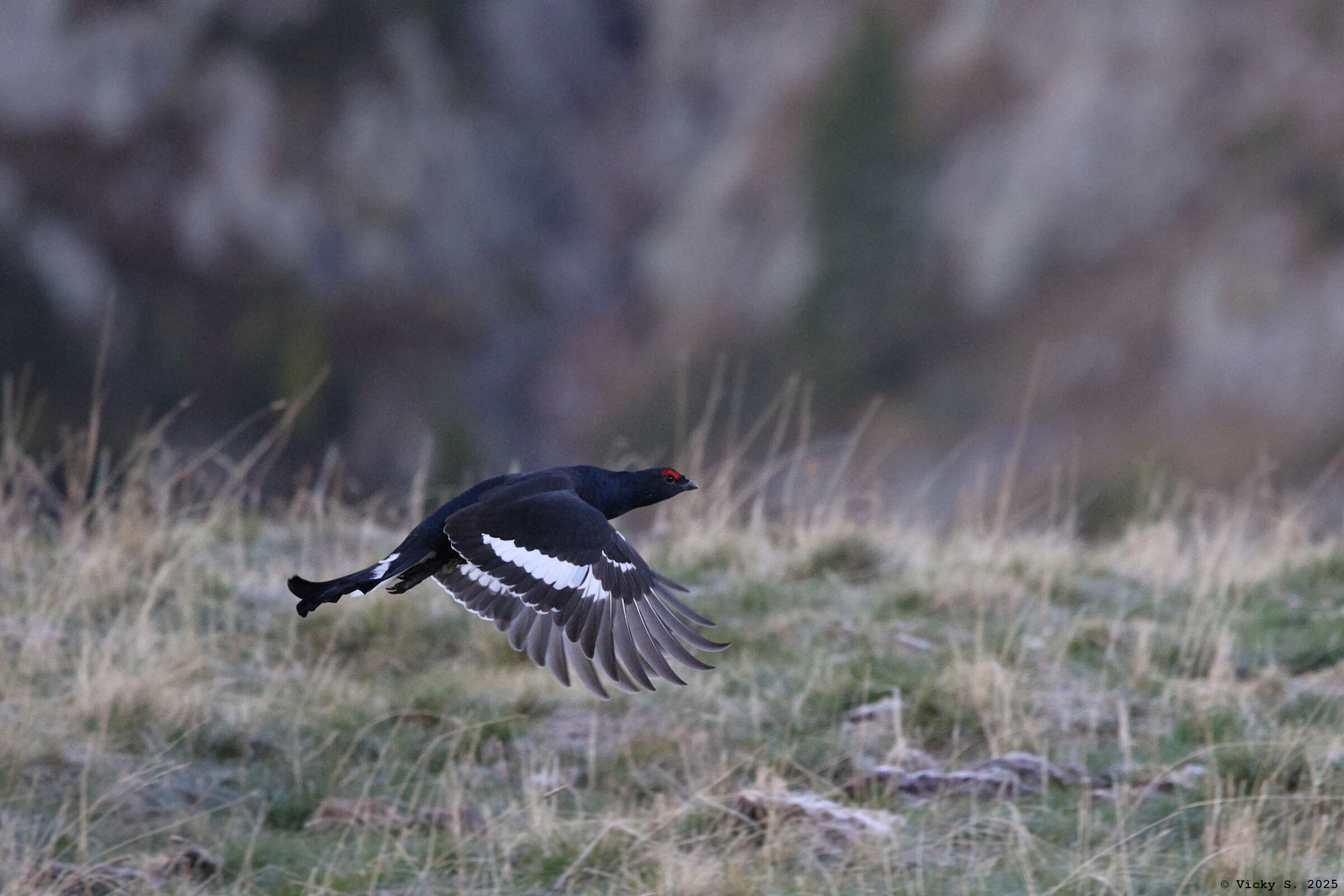 Black grouse