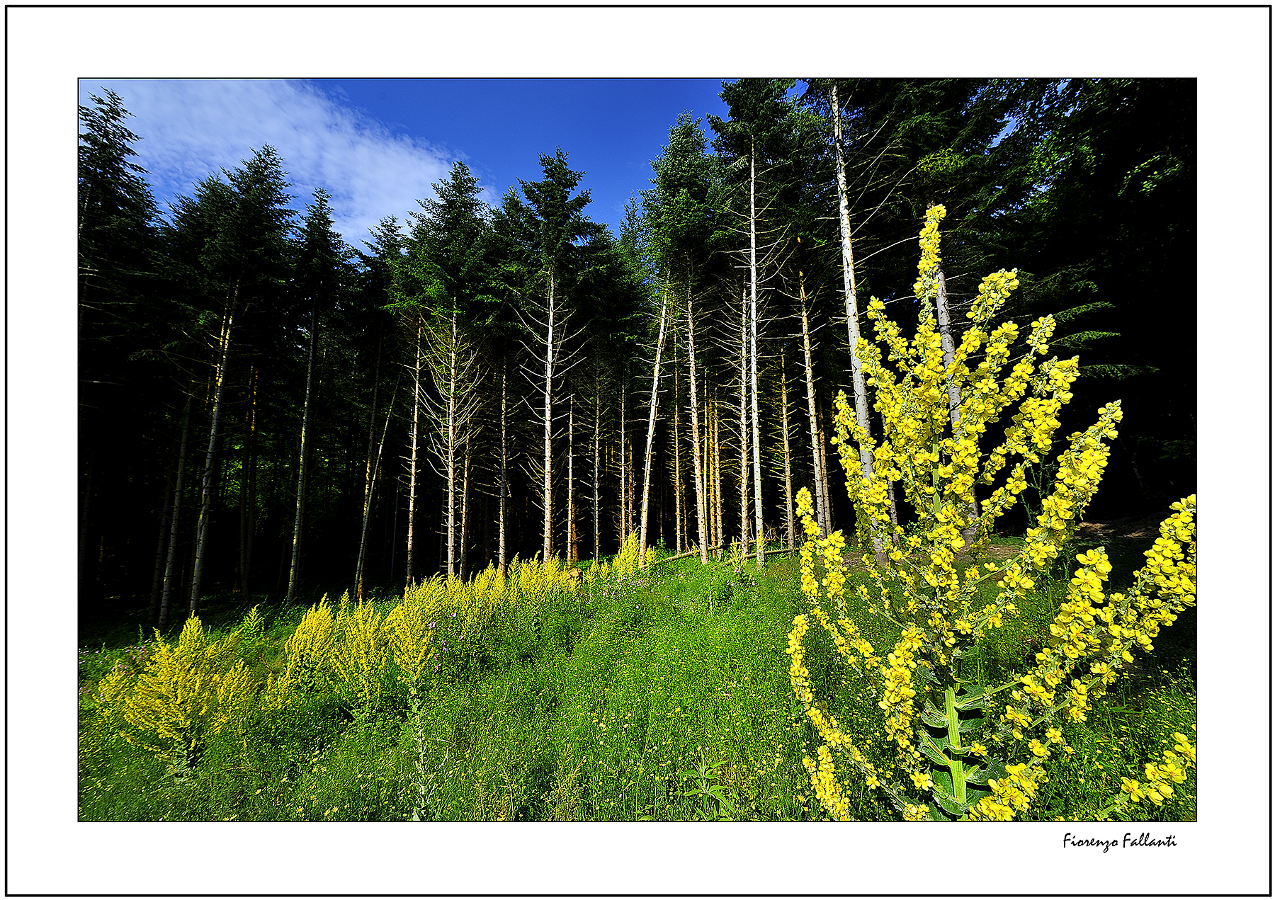 ..Estate in appennino..