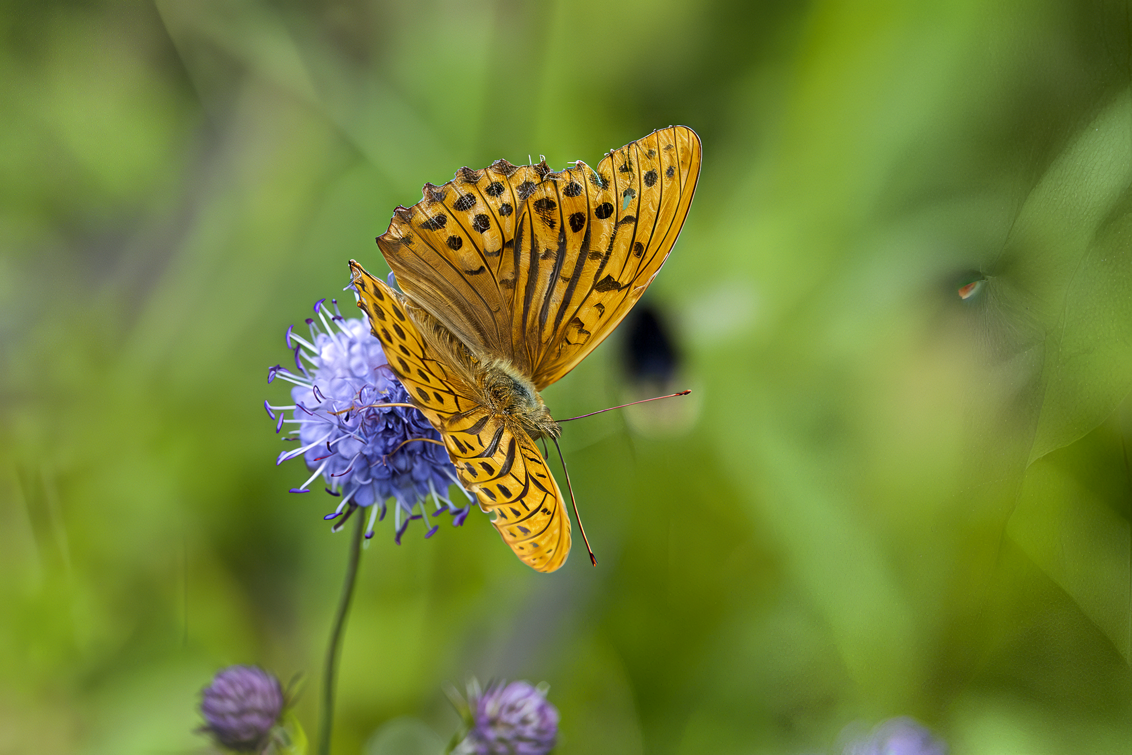 Argynnis paphia