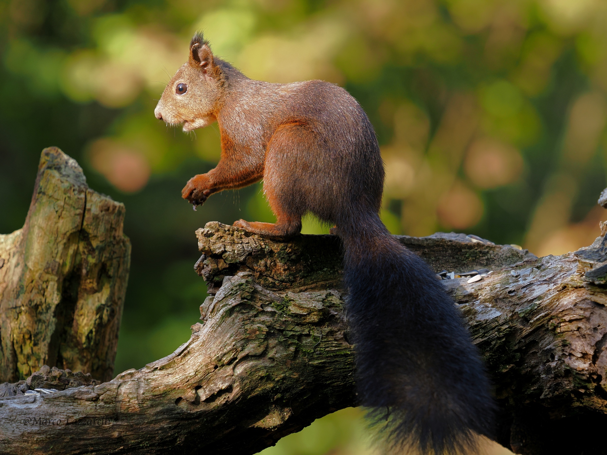 Red squirrel
