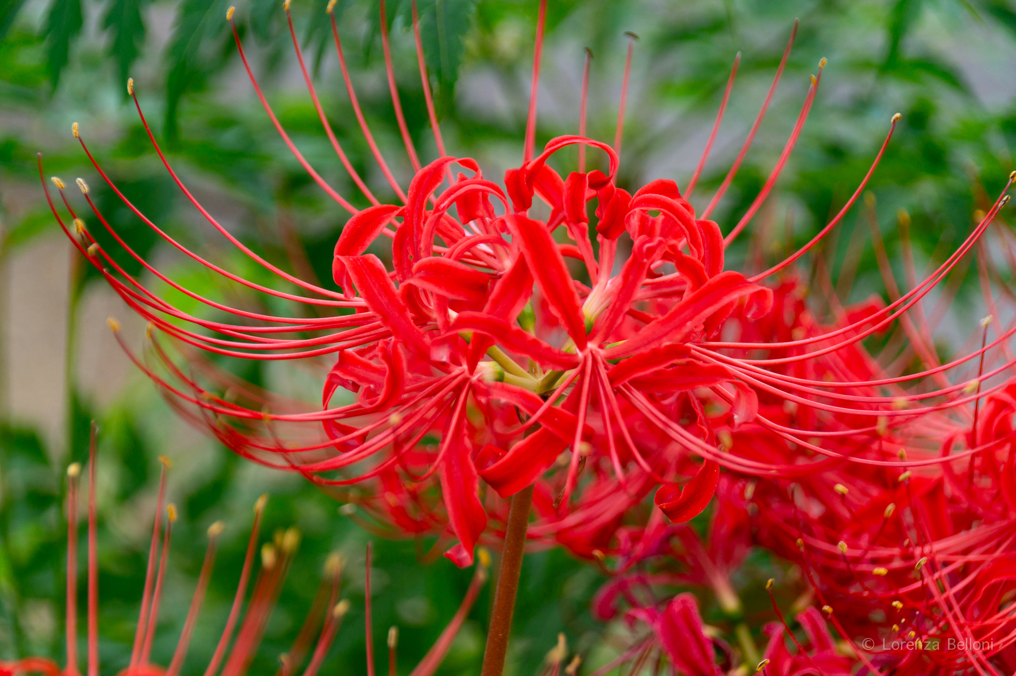 Higanbana (Kinchakuda Spider Lily)