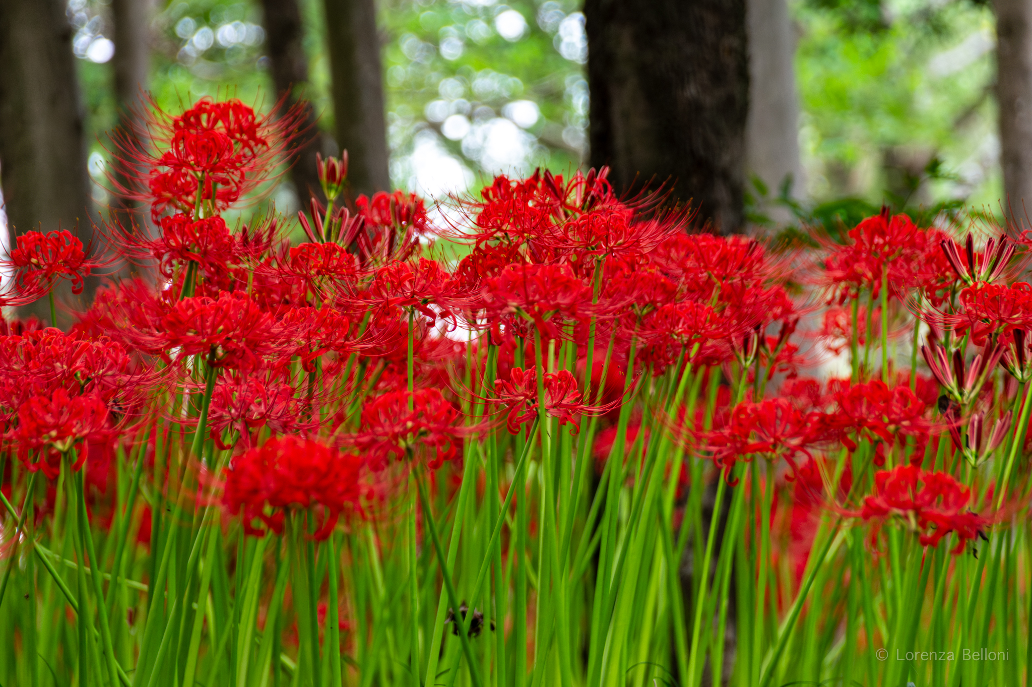 Higanbana (Kinchakuda Spider Lily)