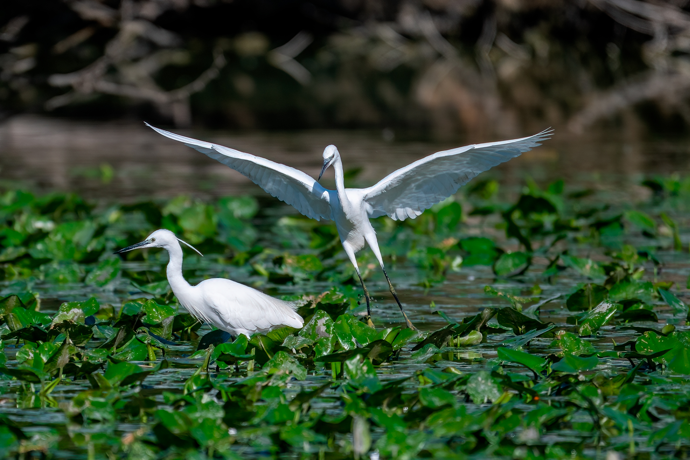 The egret asks for space