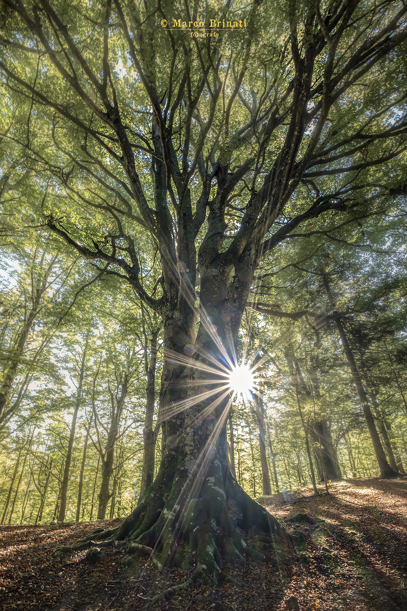 Foresta dell'Acquerino, Albero Monumentale d'Italia