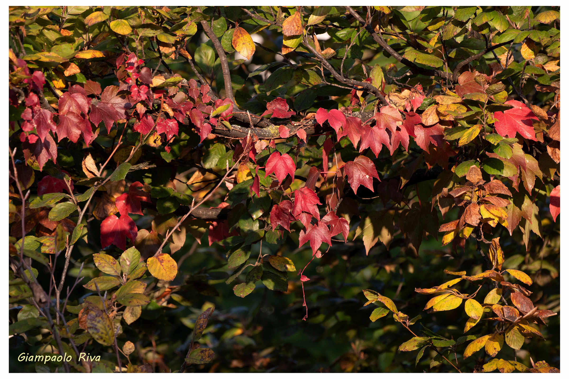 I colori dell'autunno