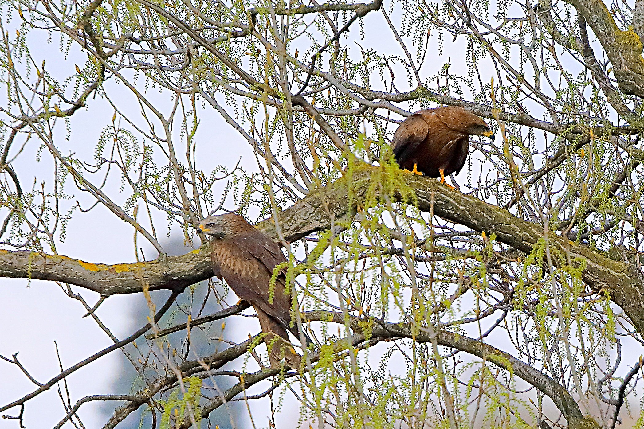 Nibbio bruno 29 marzo 2025 - 0345