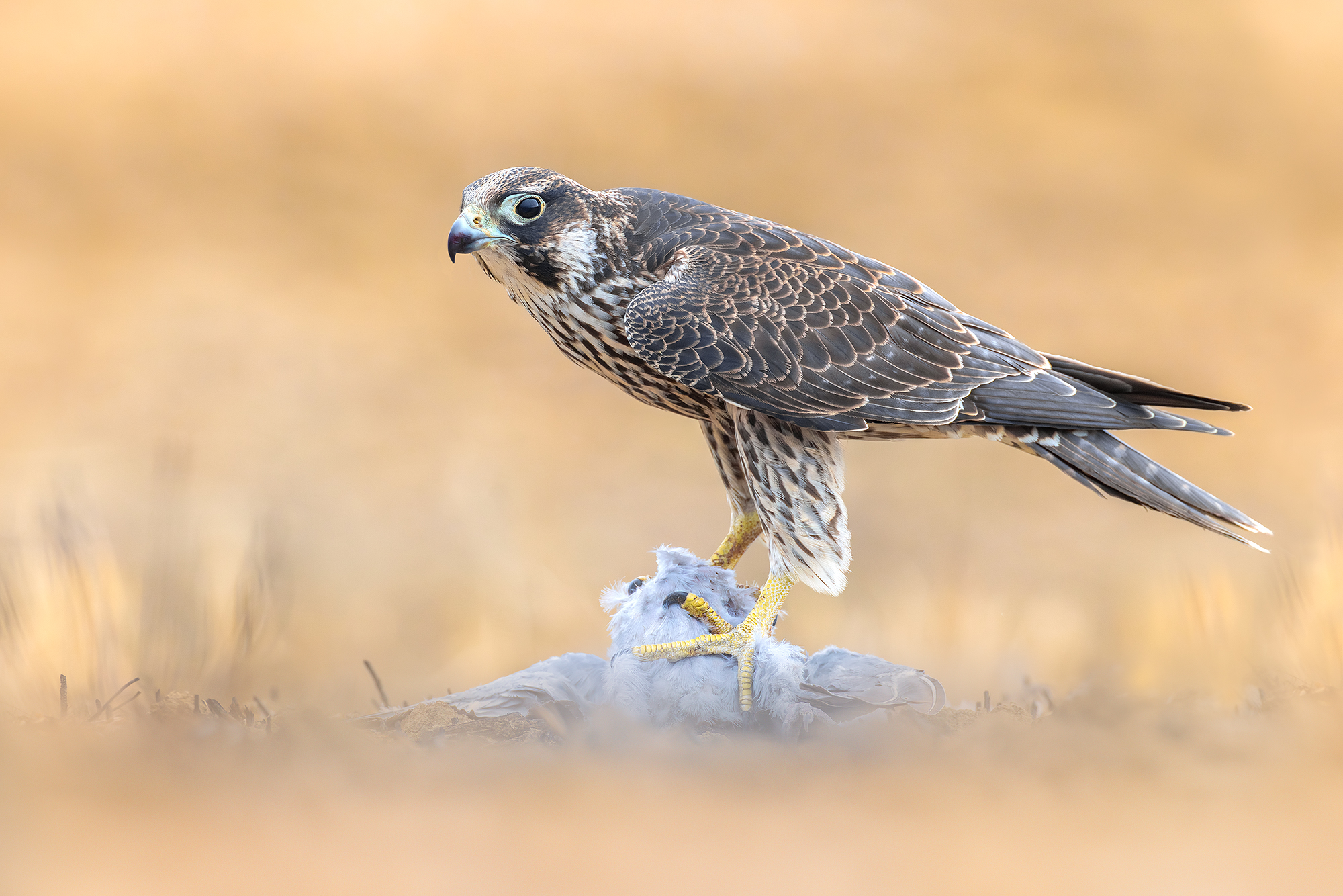 Falco pellegrino con preda (Tortora dal collare)
