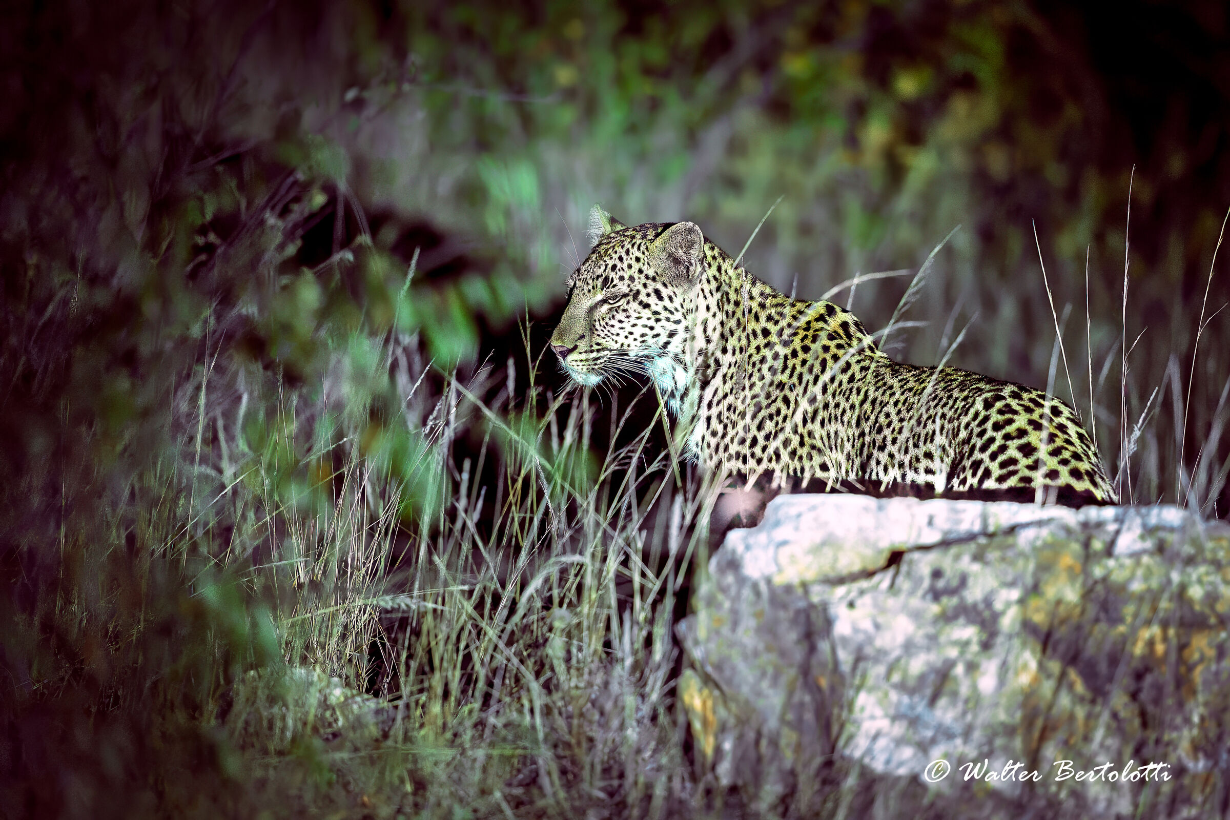 la principessa della notte