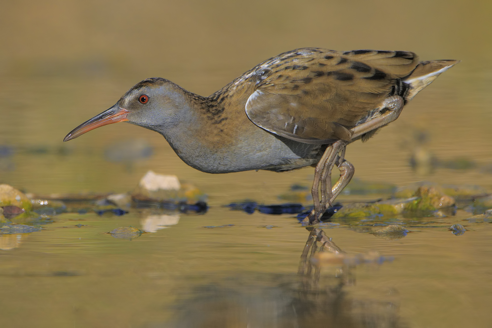 Water rail