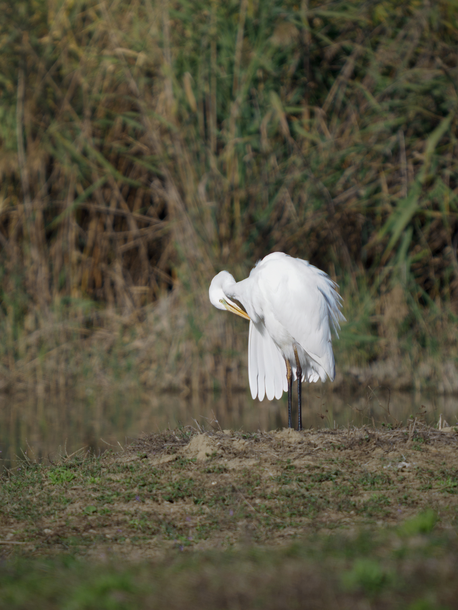 Inchino al fotografo