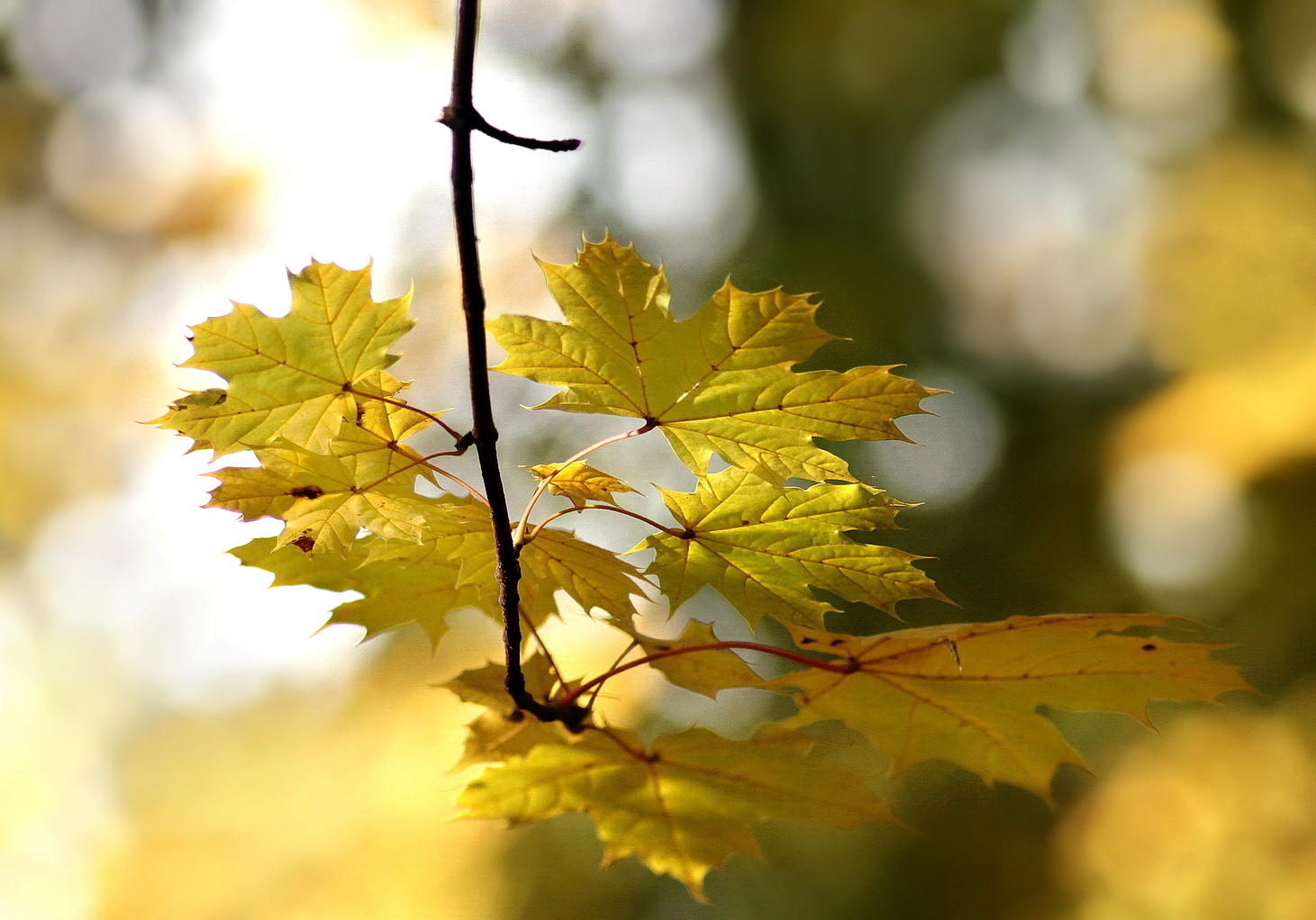 Maple leaves,,autumn