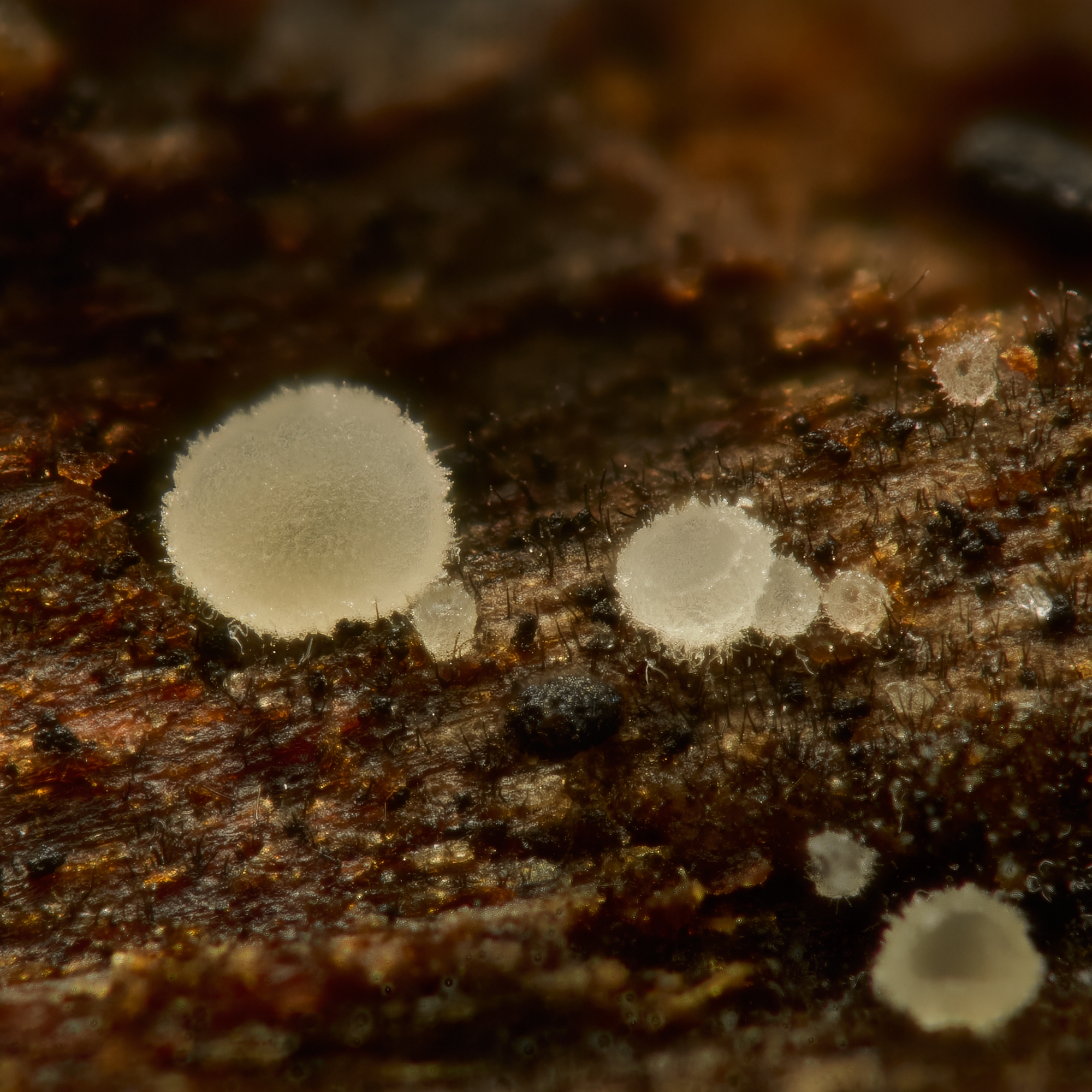 mushrooms