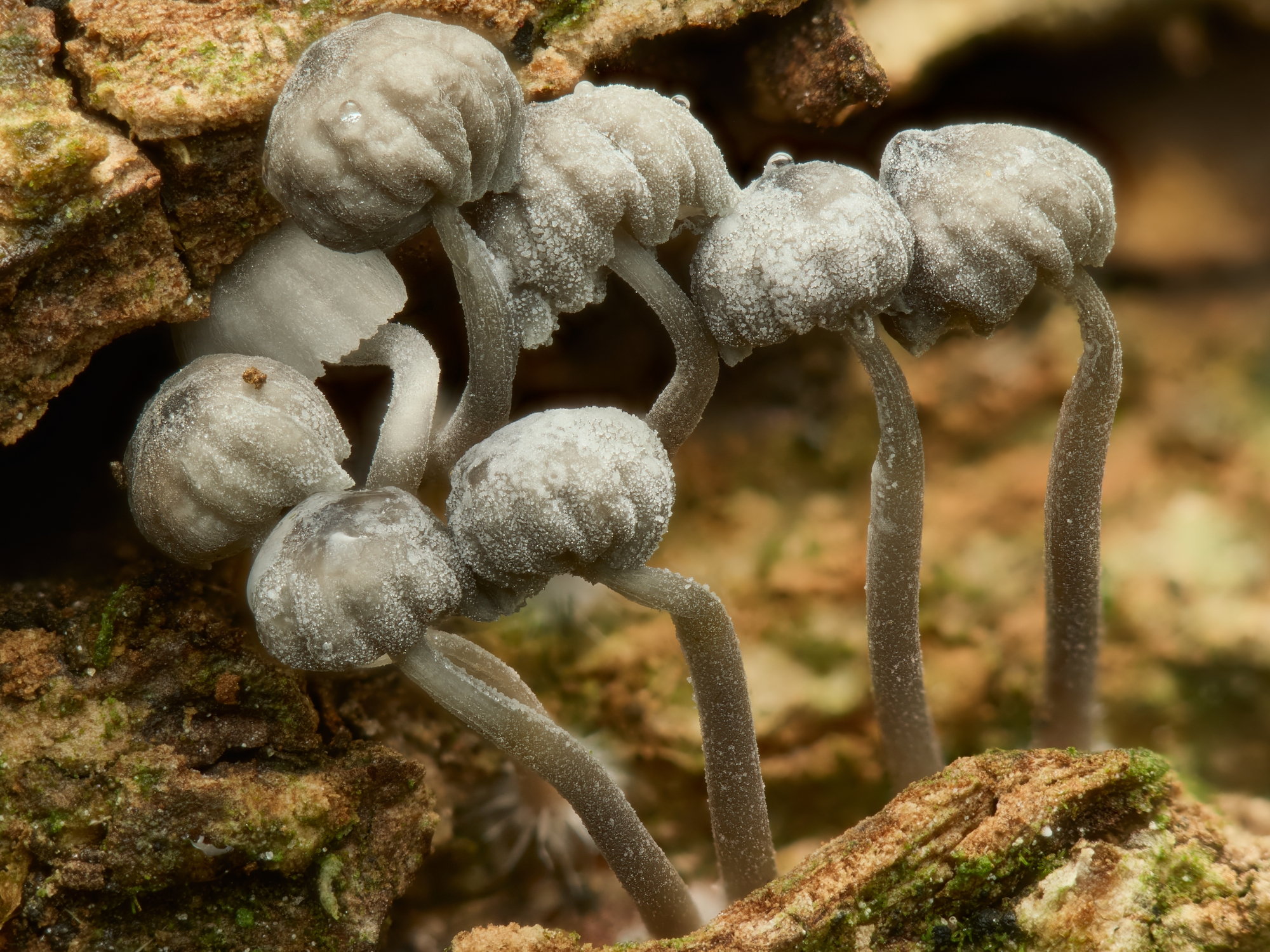 mushrooms2
