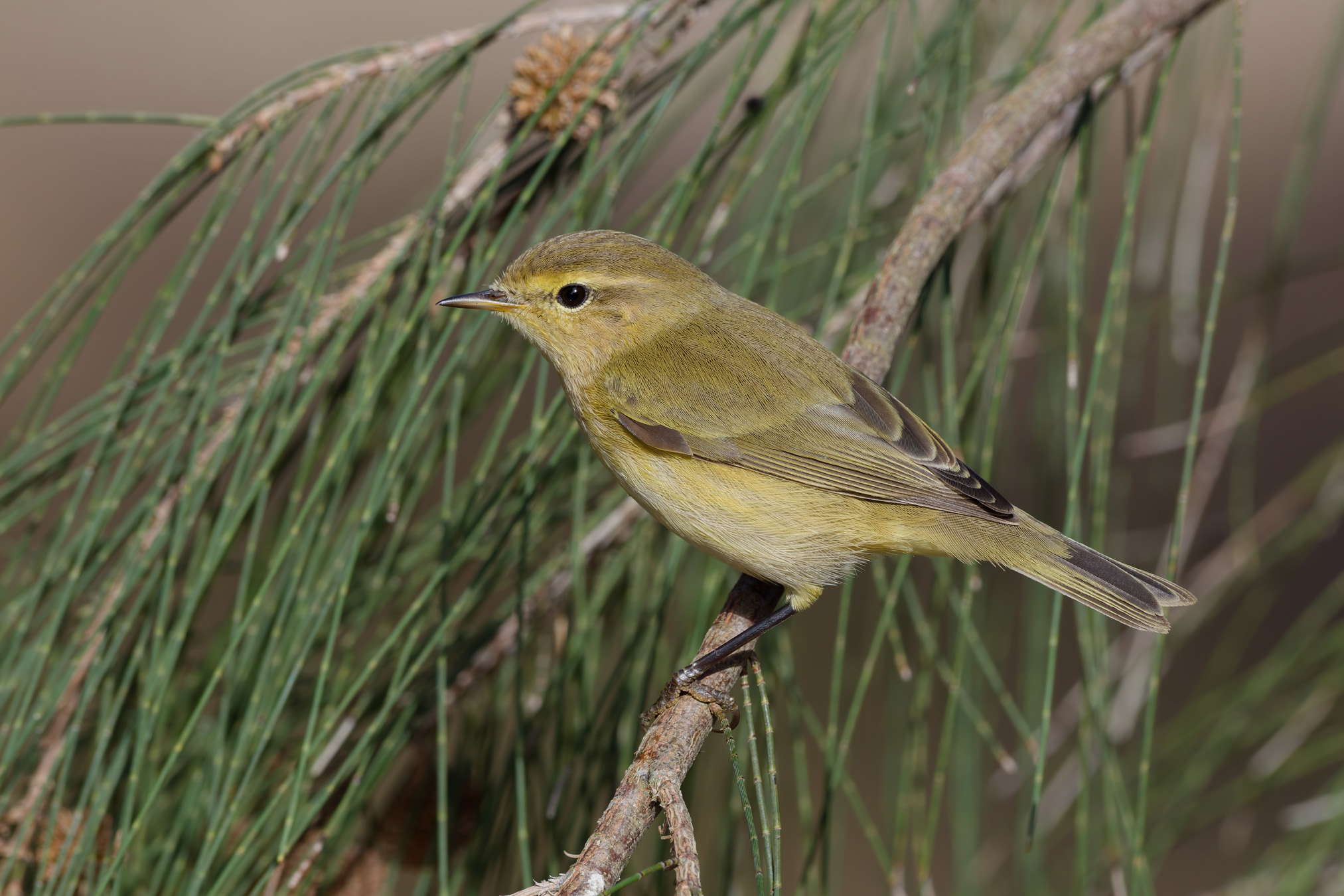 Chiffchaff comune