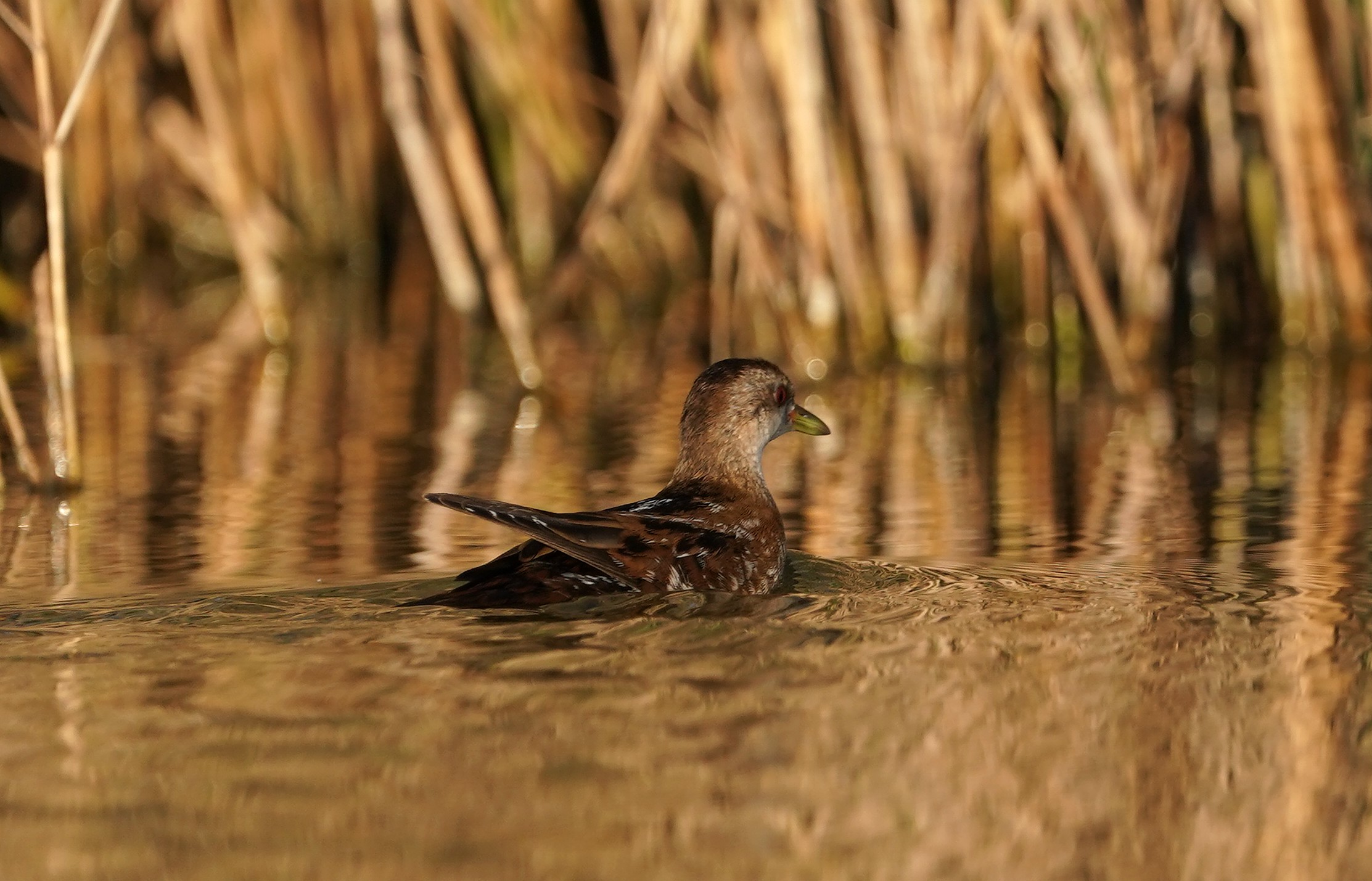 La schiribilla in acqua.