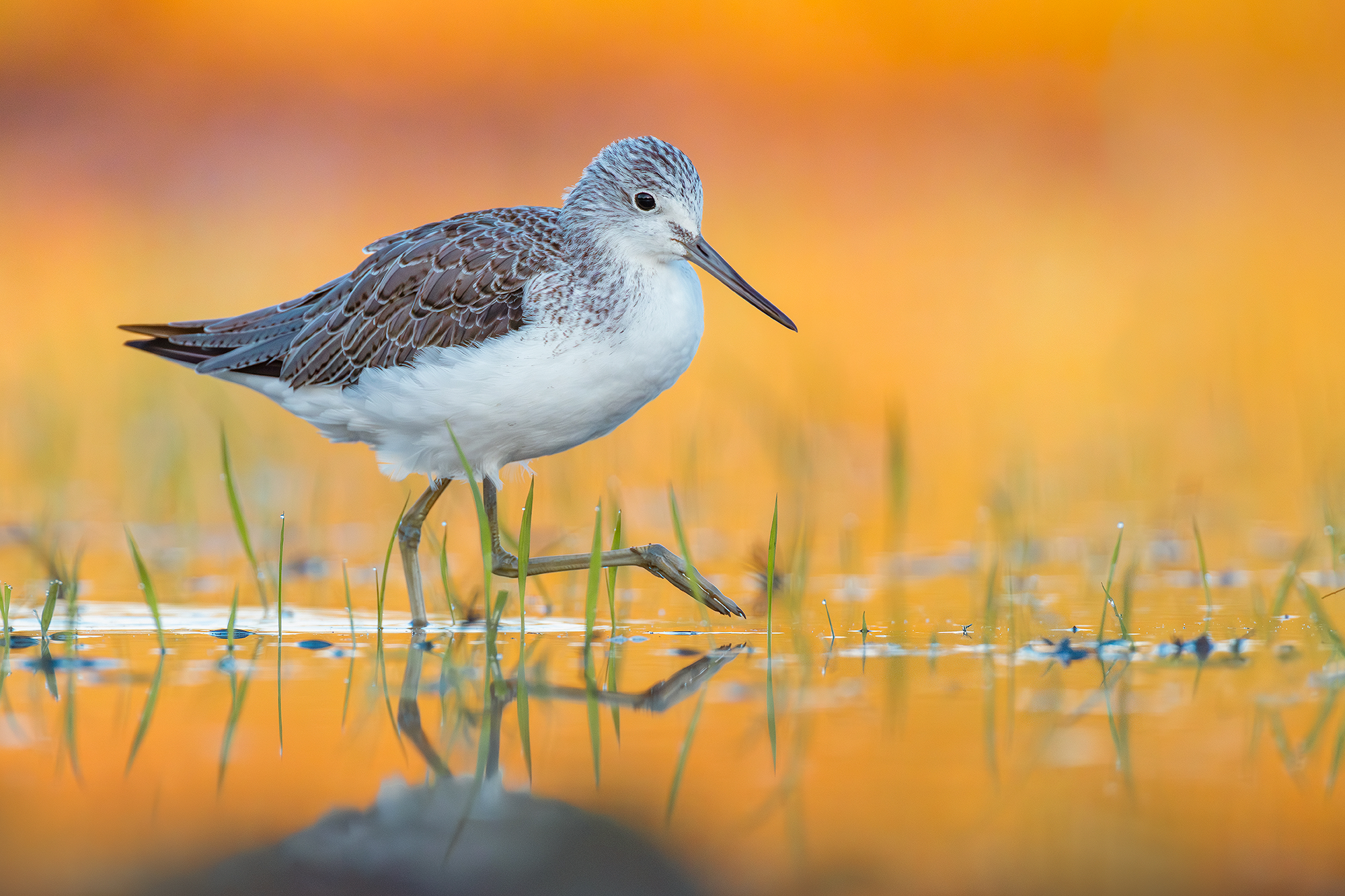 Greenshank