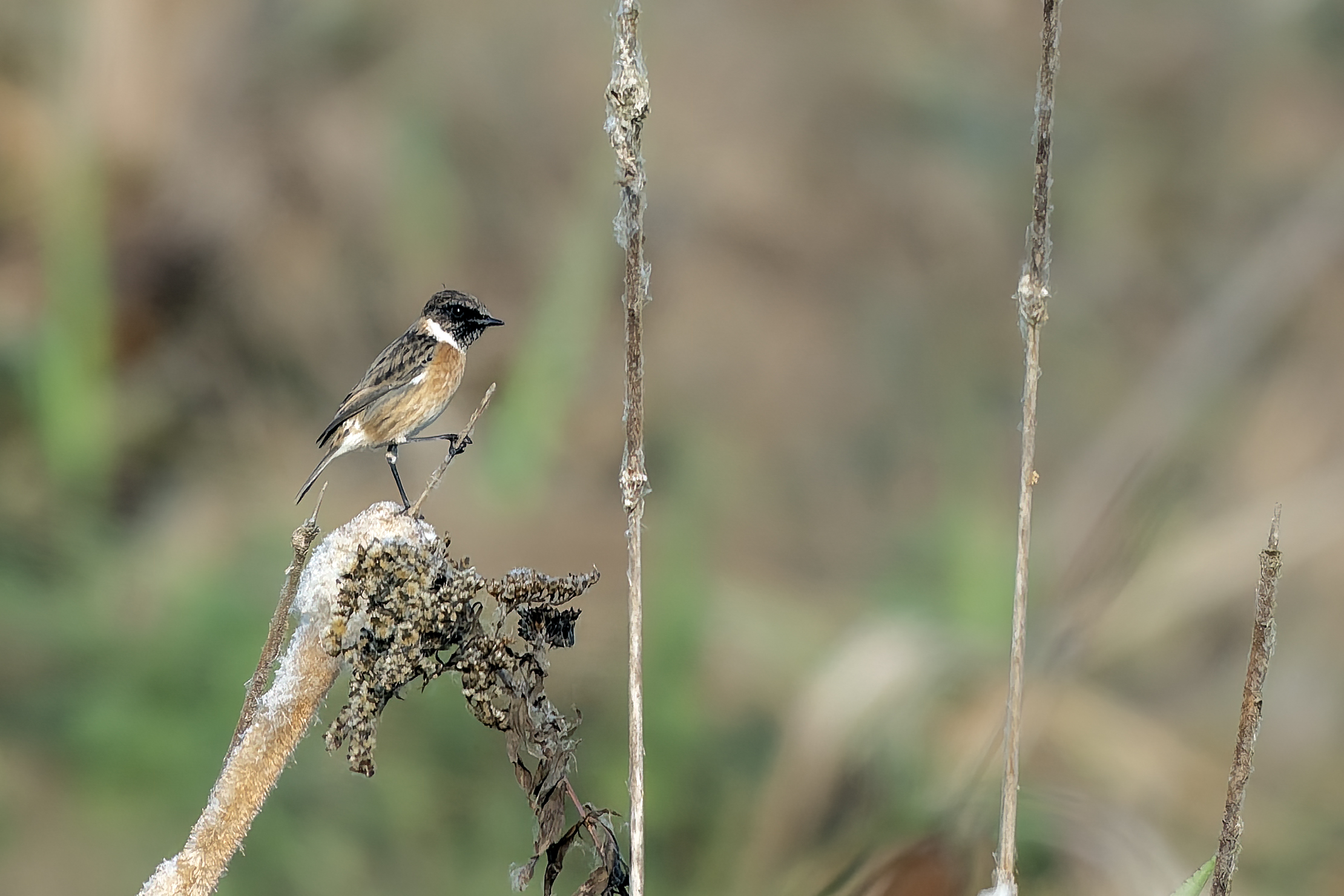 Jumpimpalo in the morning light