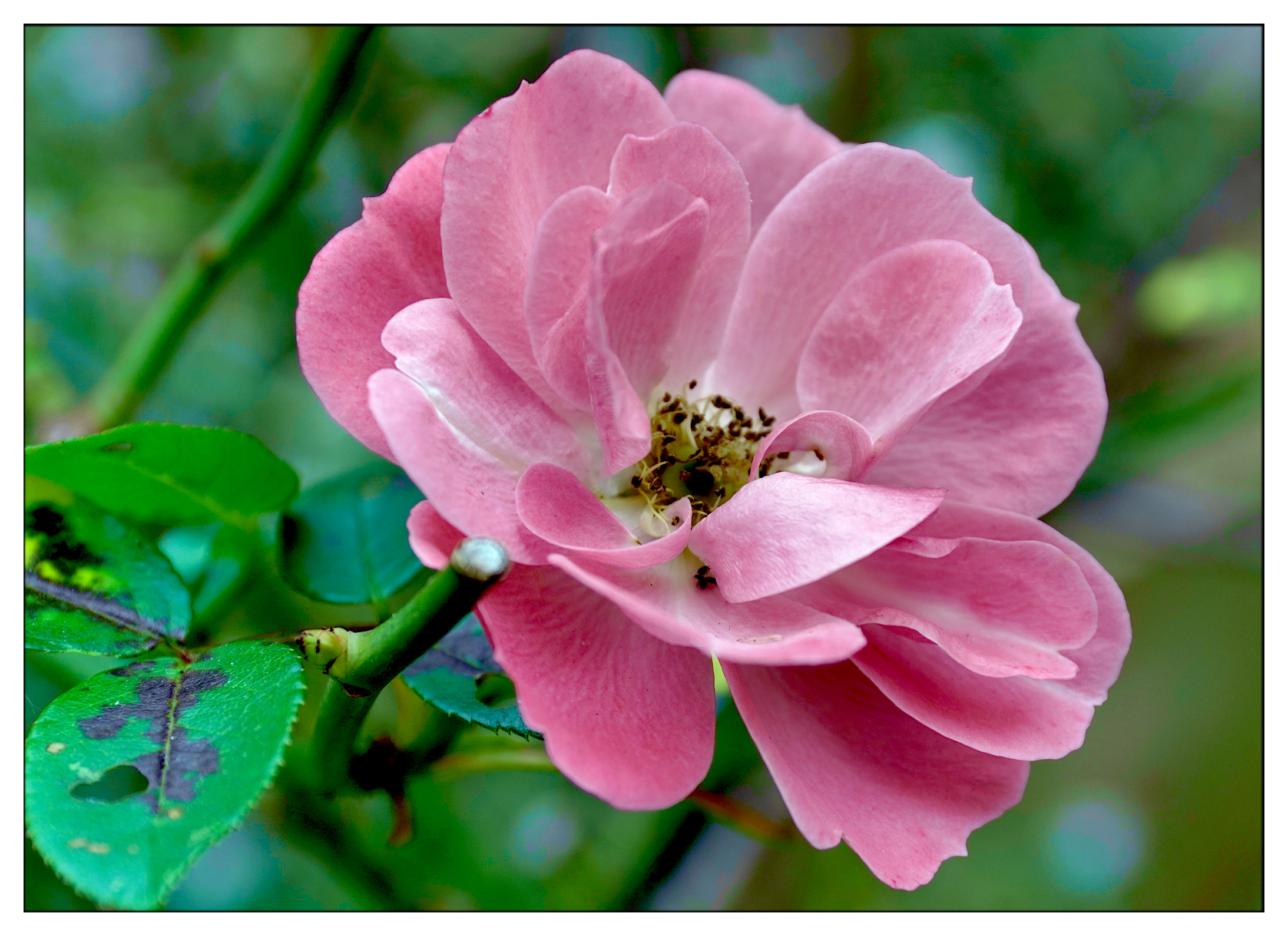 ... In the garden, this morning, ...