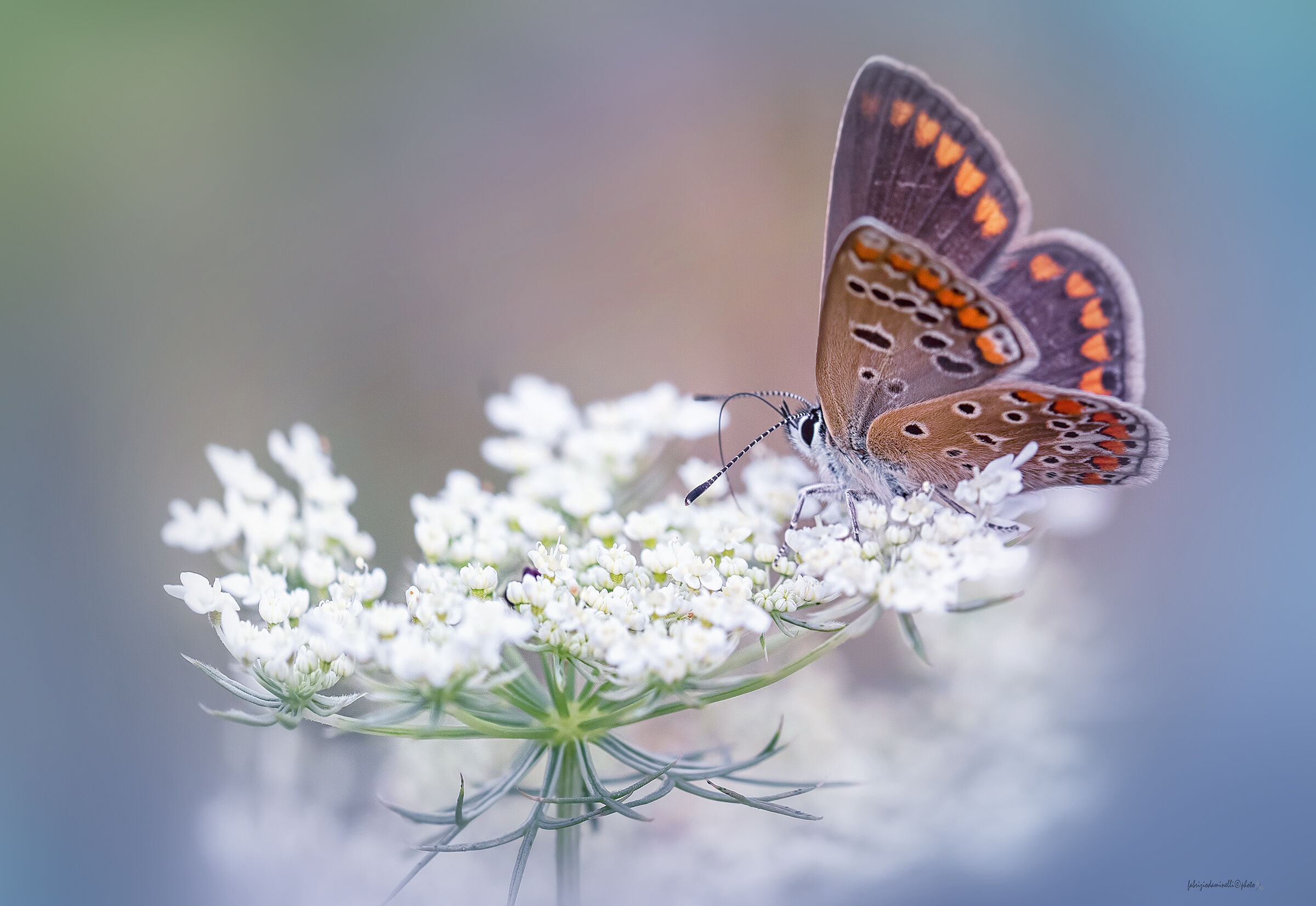 Polyommatus icarus