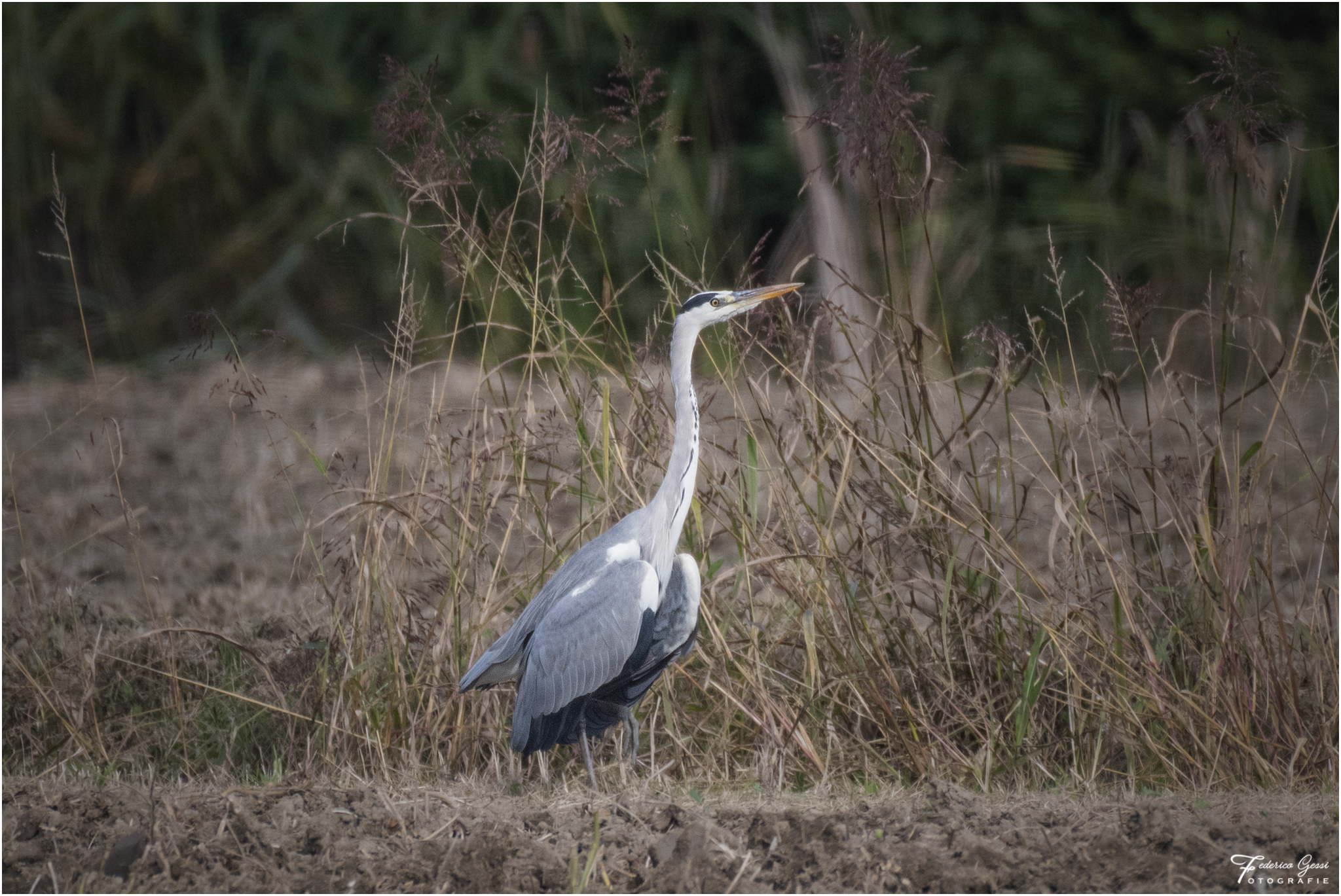 Grey Heron 2