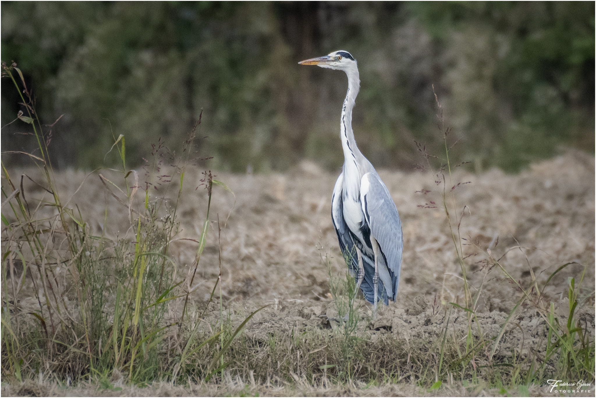 Grey Heron 1