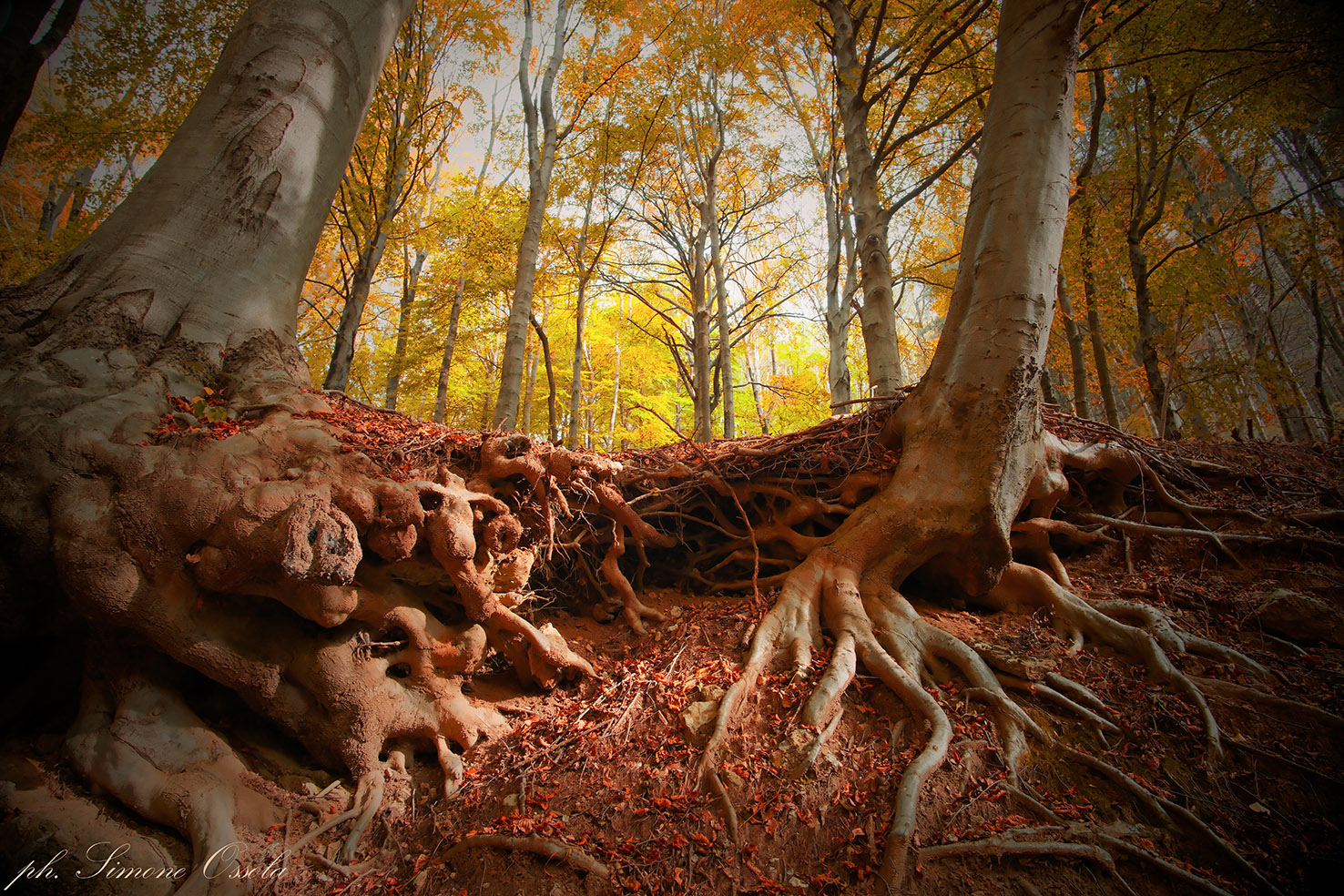 Le radici dell' autunno